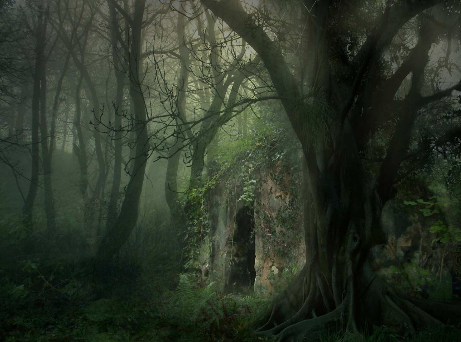 Imgur  Forest wallpaper, Fantasy forest, Dark forest