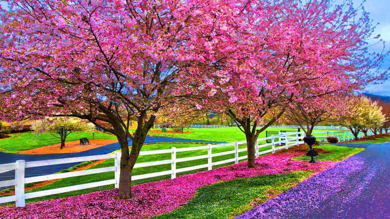 Free download Colorful Spring Wallpaper Beautiful Spring Wallpaper For [1366x768] for your Desktop, Mobile & Tablet. Explore Desktop Background Spring. Spring Background, Background Spring, Wallpaper Spring