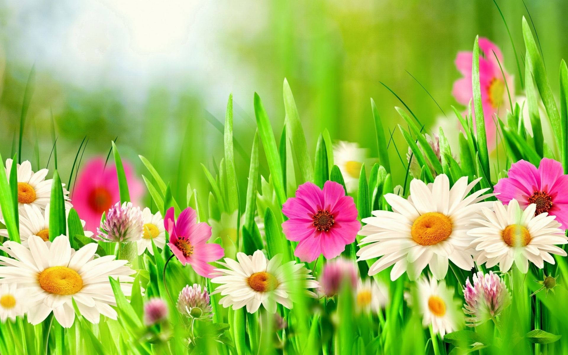 Download Colorful Spring Flowers Wallpaper