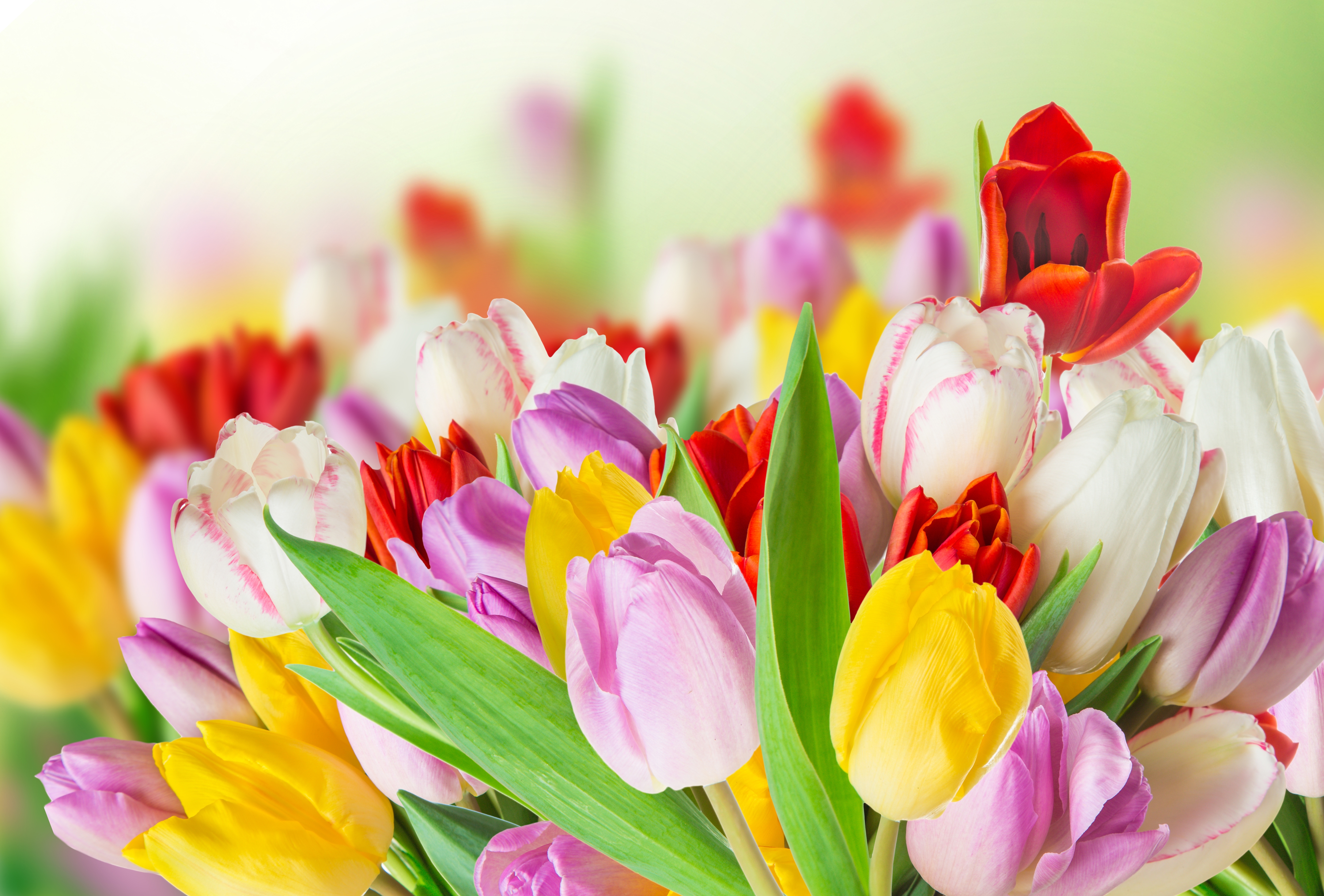 HD desktop wallpaper: Nature, Flowers, Flower, Earth, Colorful, Spring, Tulip, Yellow Flower, White Flower, Purple Flower, Red Flower download free picture