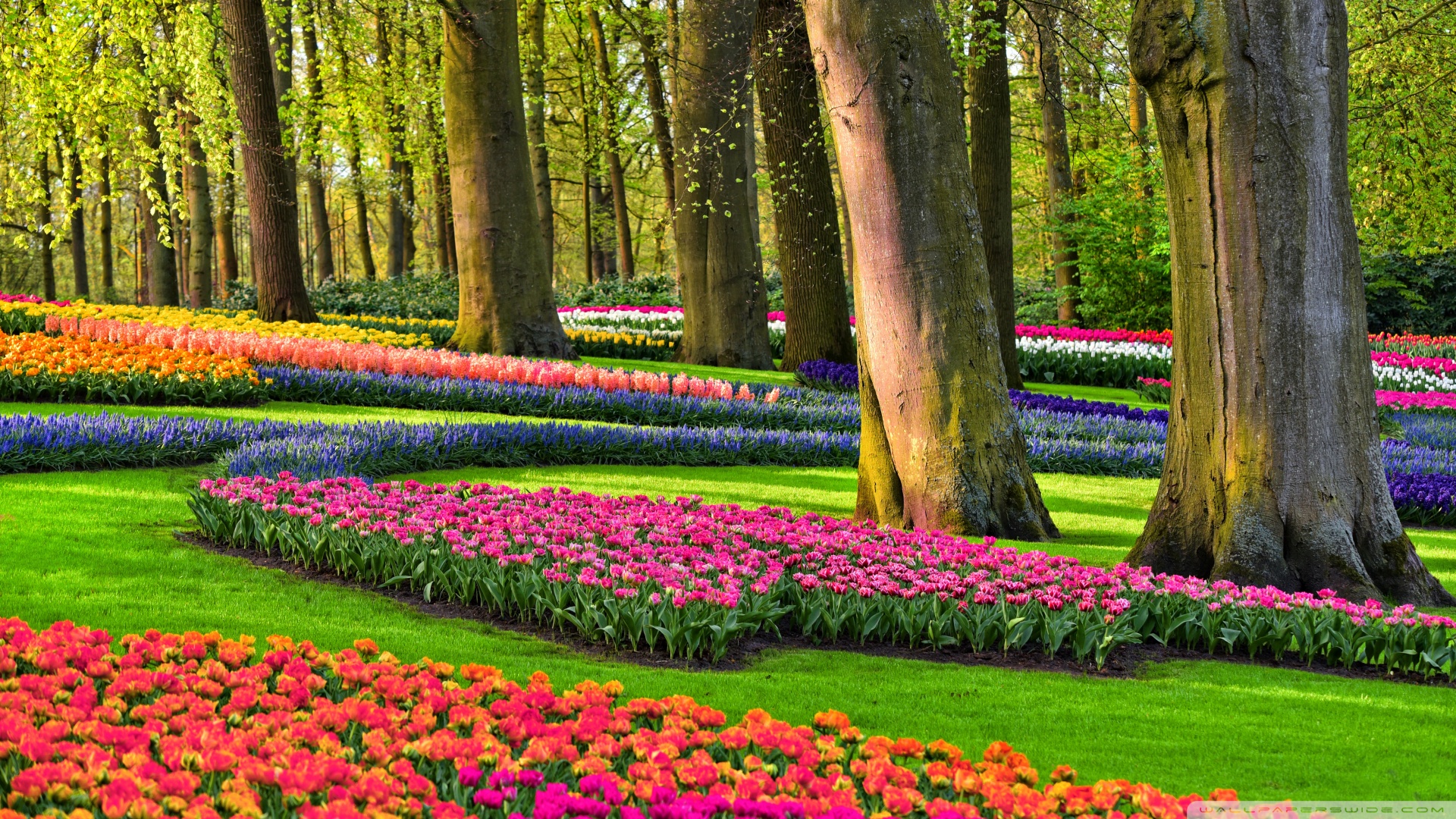 Colorful Spring Gardens, Holland, Netherlands Ultra HD Desktop Background Wallpaper for 4K UHD TV, Widescreen & UltraWide Desktop & Laptop, Tablet