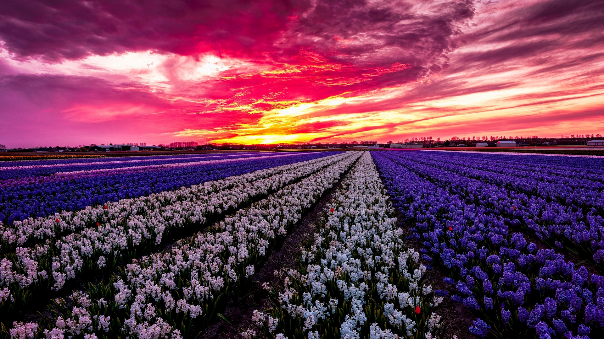colorful, amazing, colors, beautiful, sunset, spring, sky, flowers, field Gallery HD Wallpaper