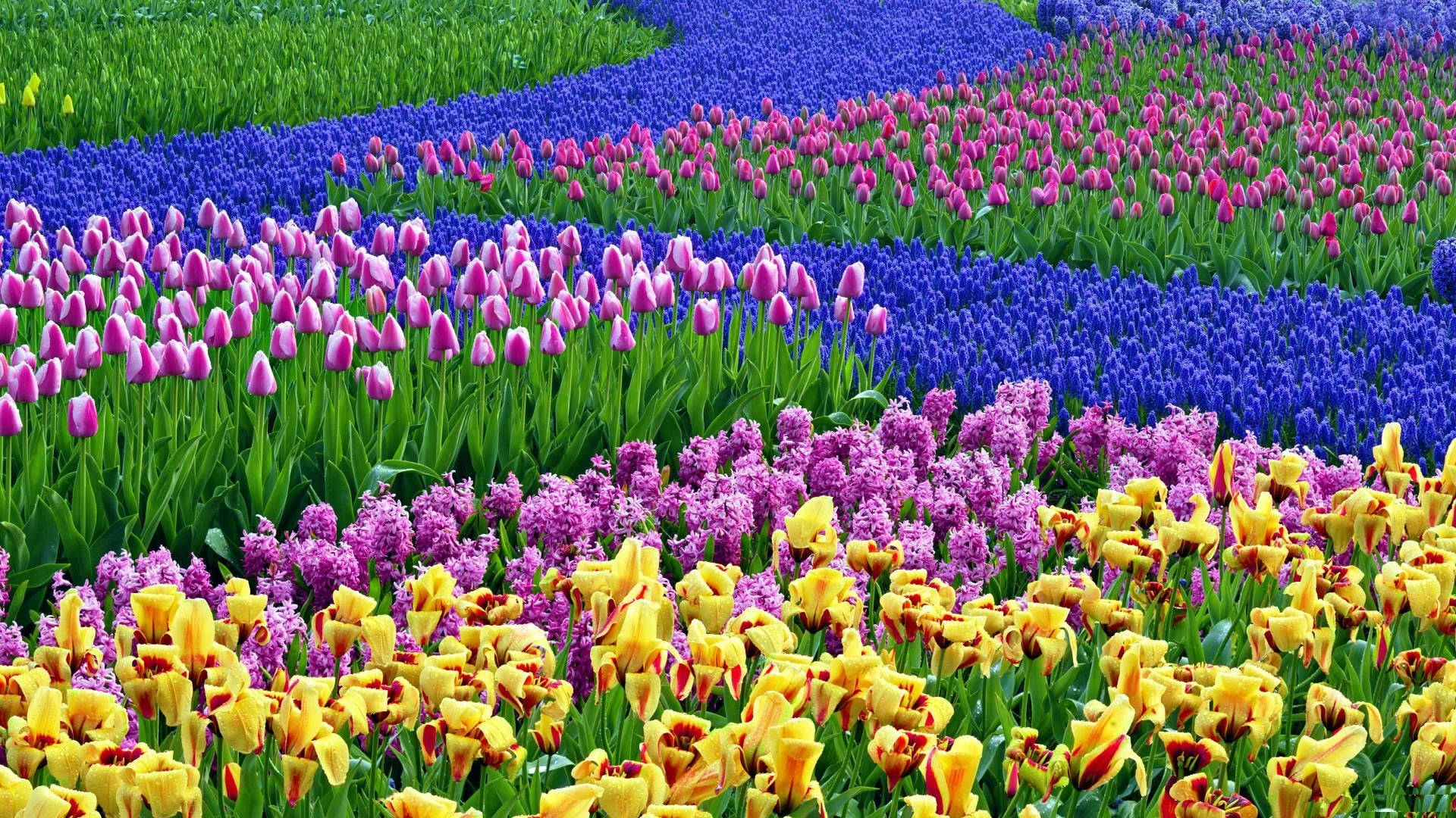 Download Colorful Spring Flower Field Wallpaper