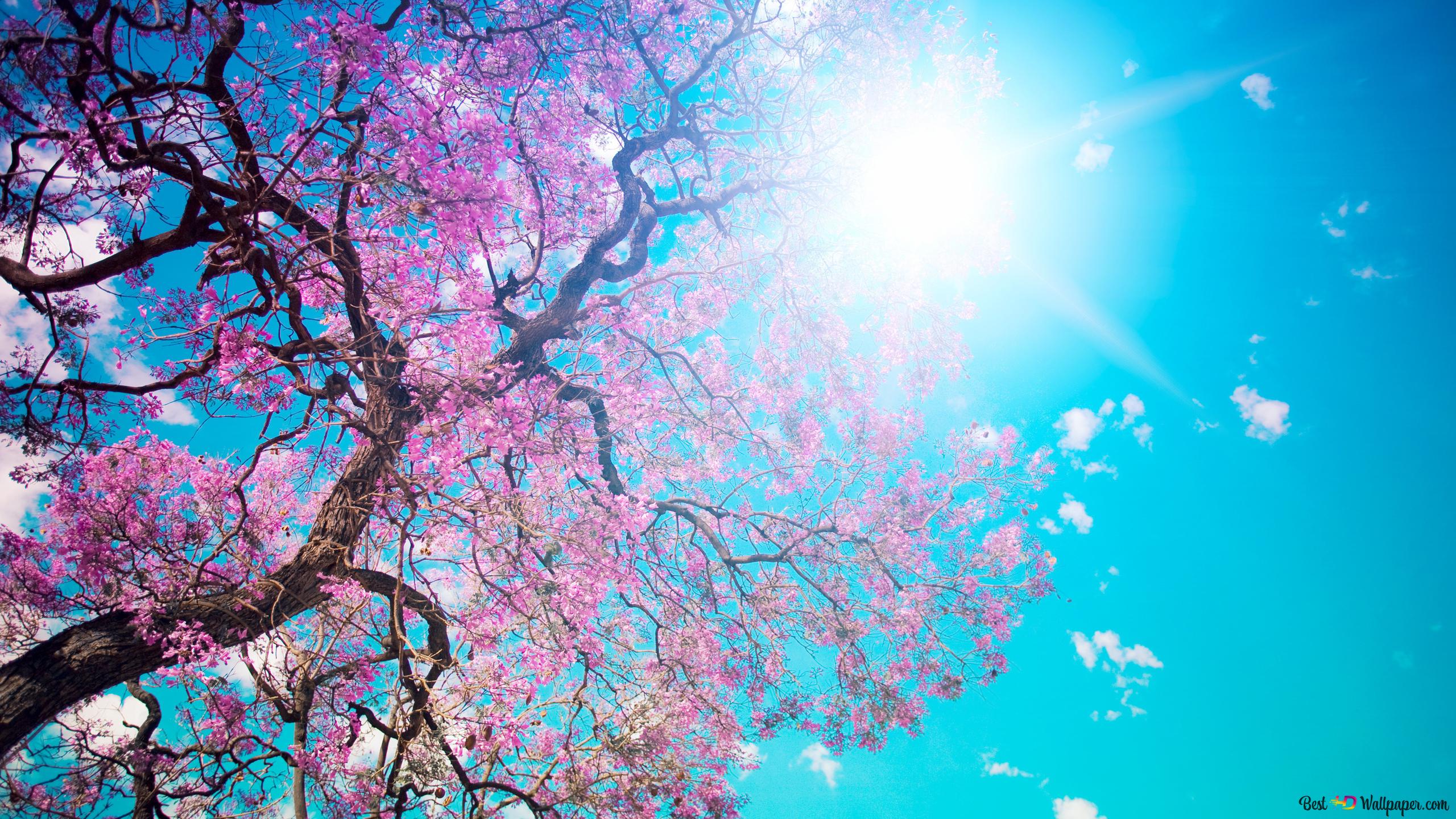 Spring sun 2K wallpaper download