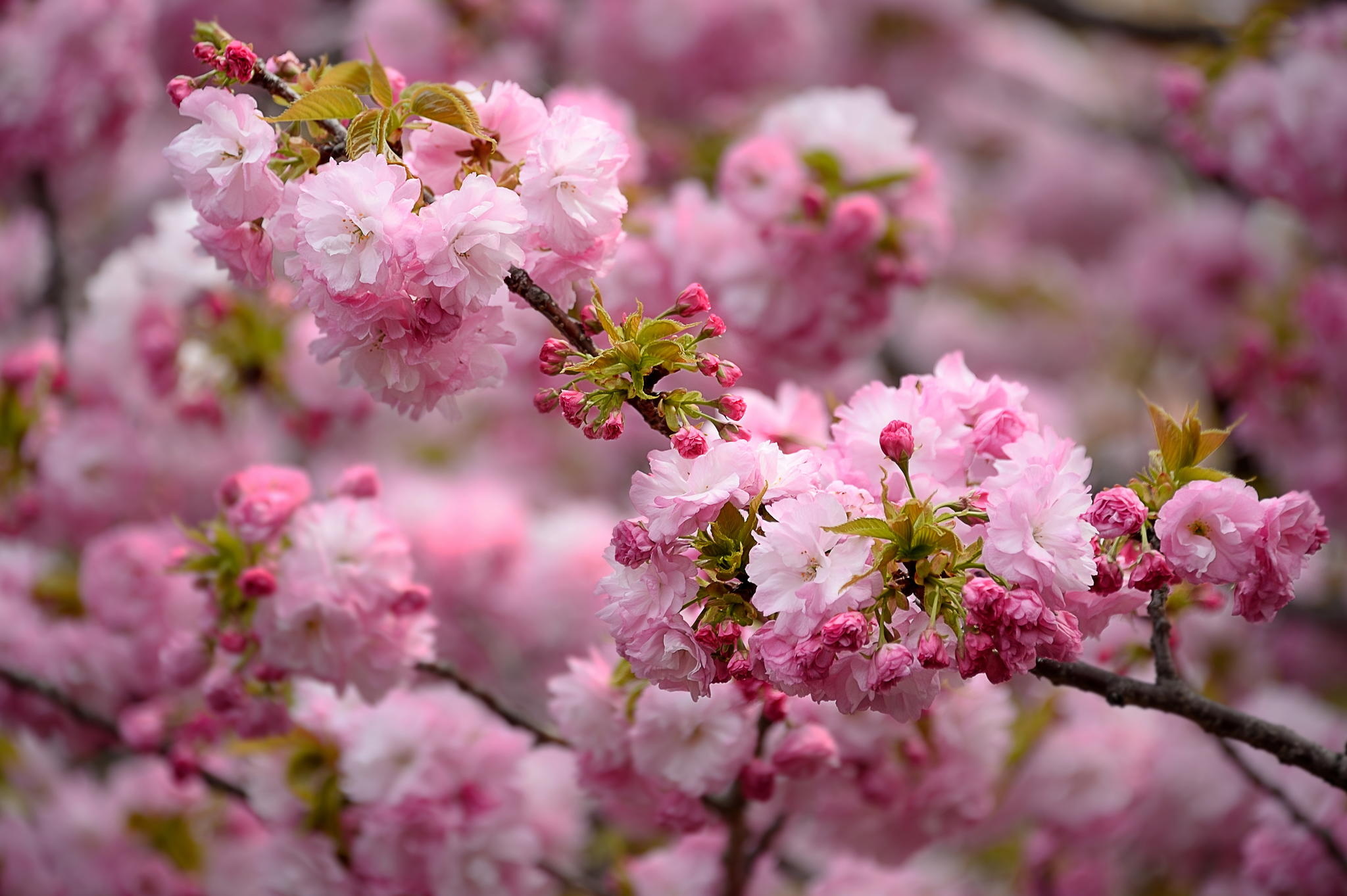 Spring HD Wallpaper and Background