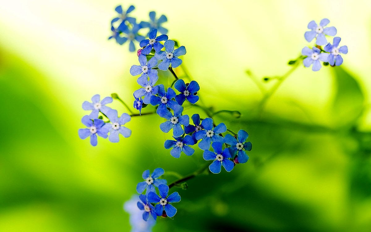 Blue, Flowers, Forget Me Not Wallpaper HD. TOP Free Download Background