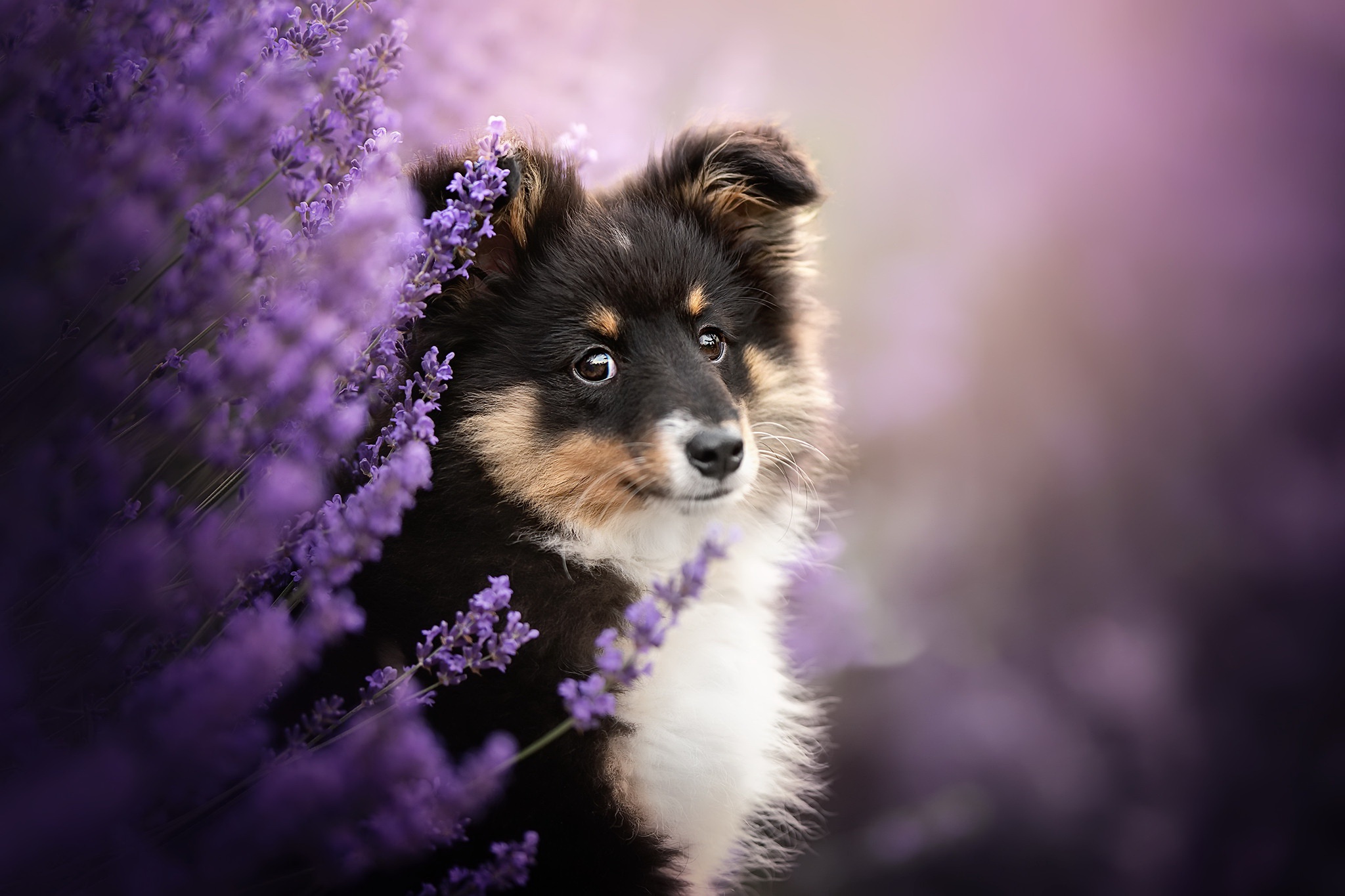 Mobile wallpaper: Dogs, Dog, Animal, Puppy, Purple Flower, Baby Animal, 466828 download the picture for free