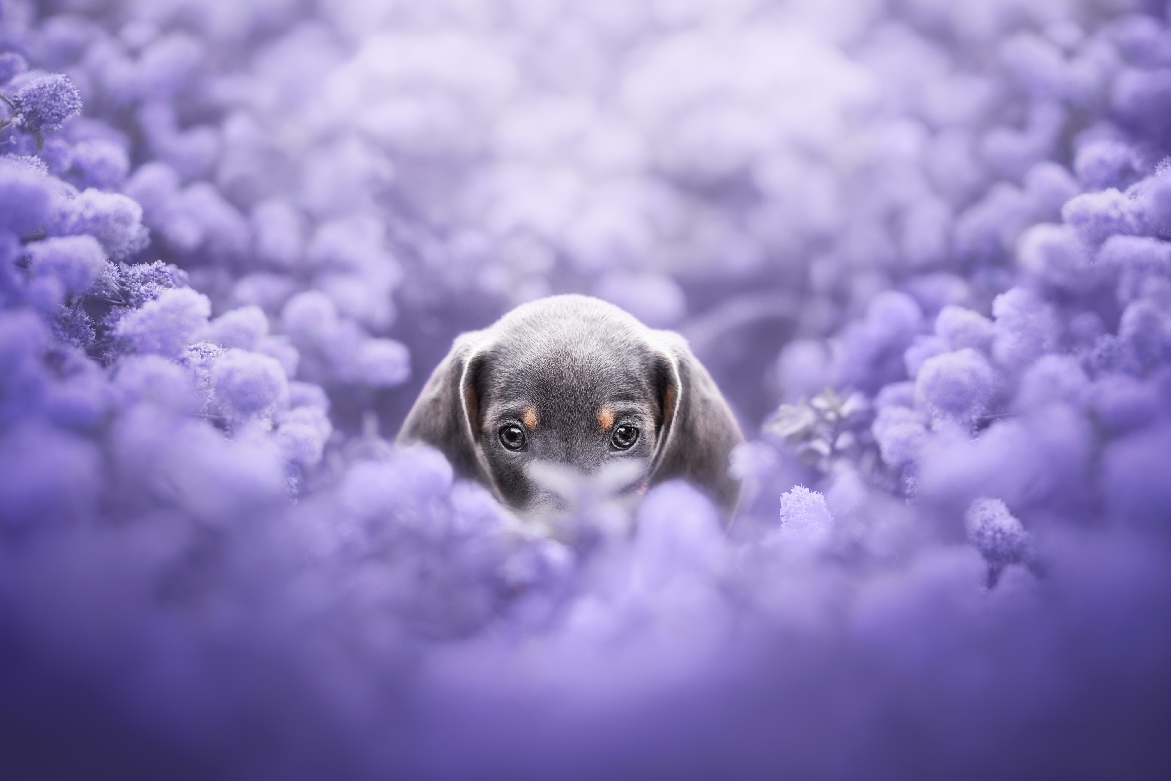 Dachshund 4K, Baby Animal, Purple Flower, Puppy, Dog Gallery HD Wallpaper