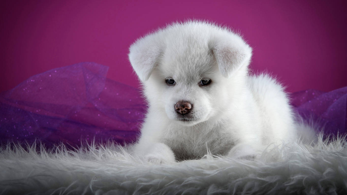 Download White Akita Puppy Dog In Purple Wallpaper