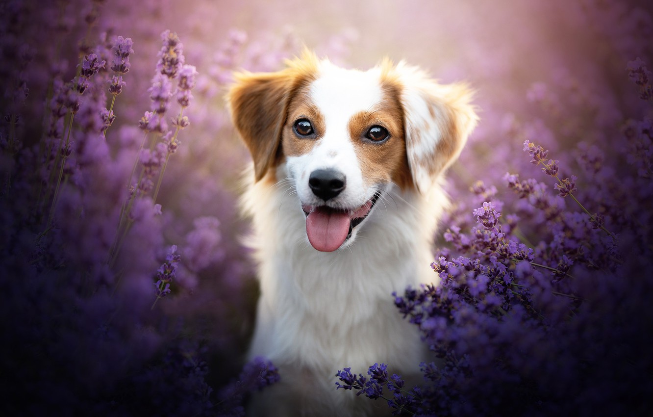Wallpaper language, look, face, flowers, dog, lavender, bokeh image for desktop, section собаки