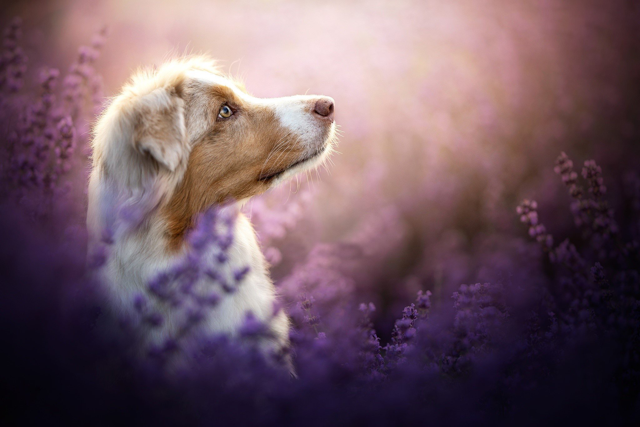 purple, animals, nature, dog, plants, mammals Gallery HD Wallpaper