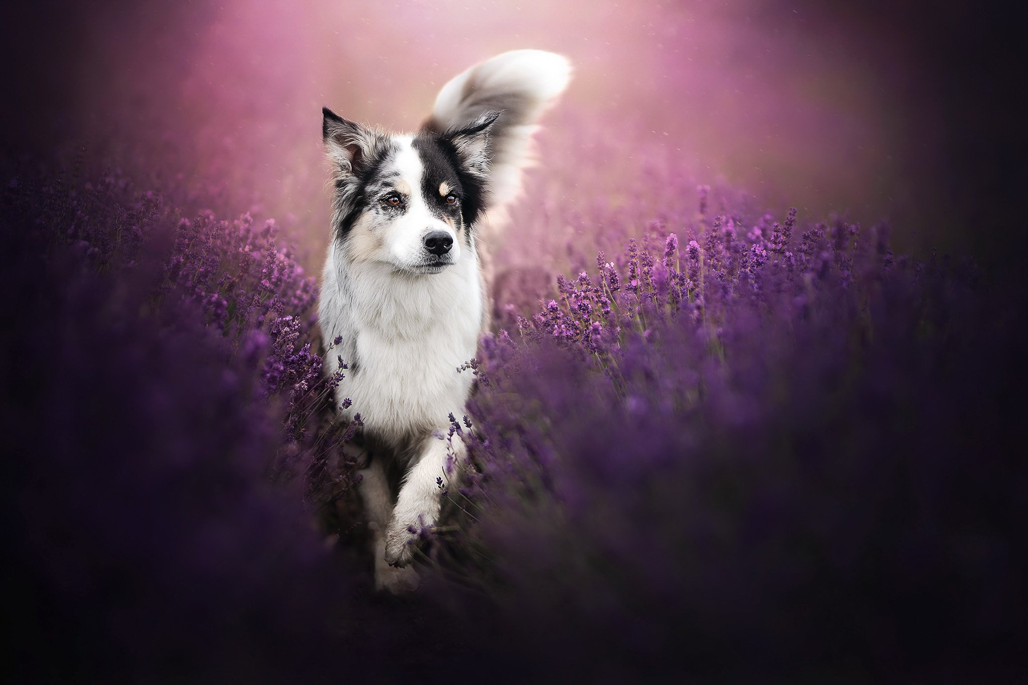 Wallpaper, purple, plants, dog, animals, mammals 2048x1365