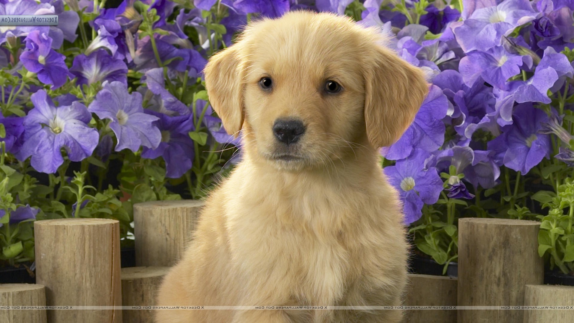 dog, Puppies, Golden Retrievers, Animals, Purple Flowers Wallpaper HD / Desktop and Mobile Background