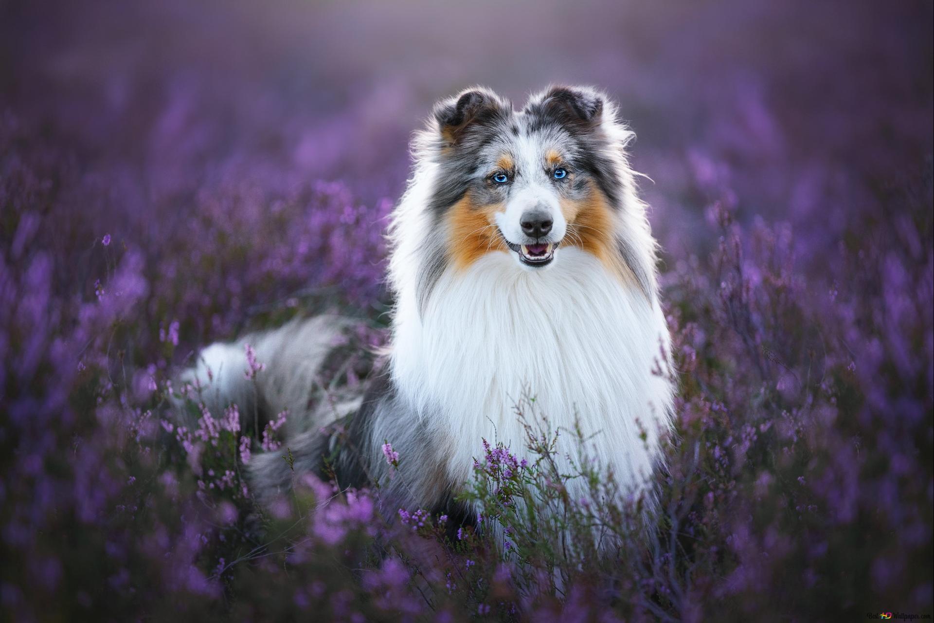 Smiling white pretty dog in a purple flower field 2K wallpaper download