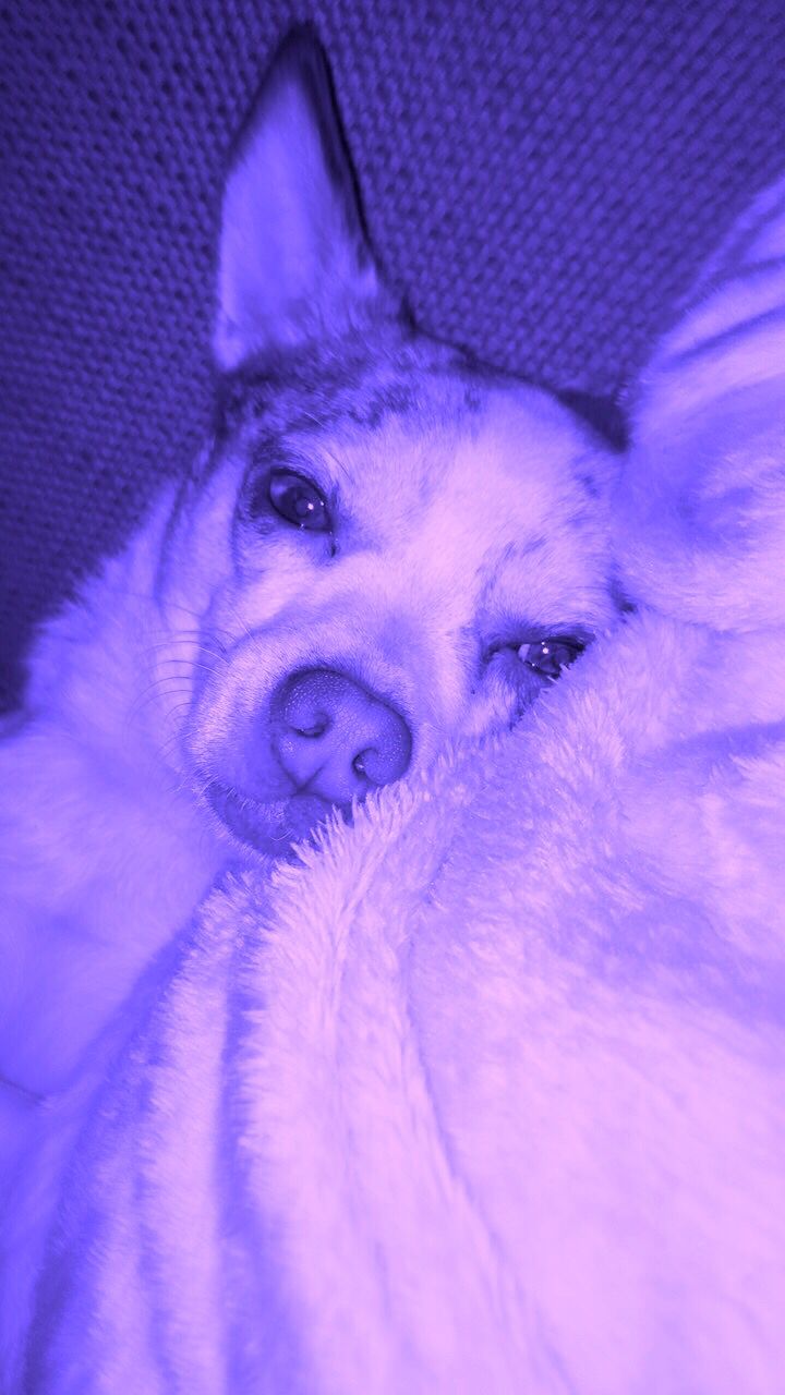 my dog. Lilac dogs, Dark purple aesthetic, Purple vibe