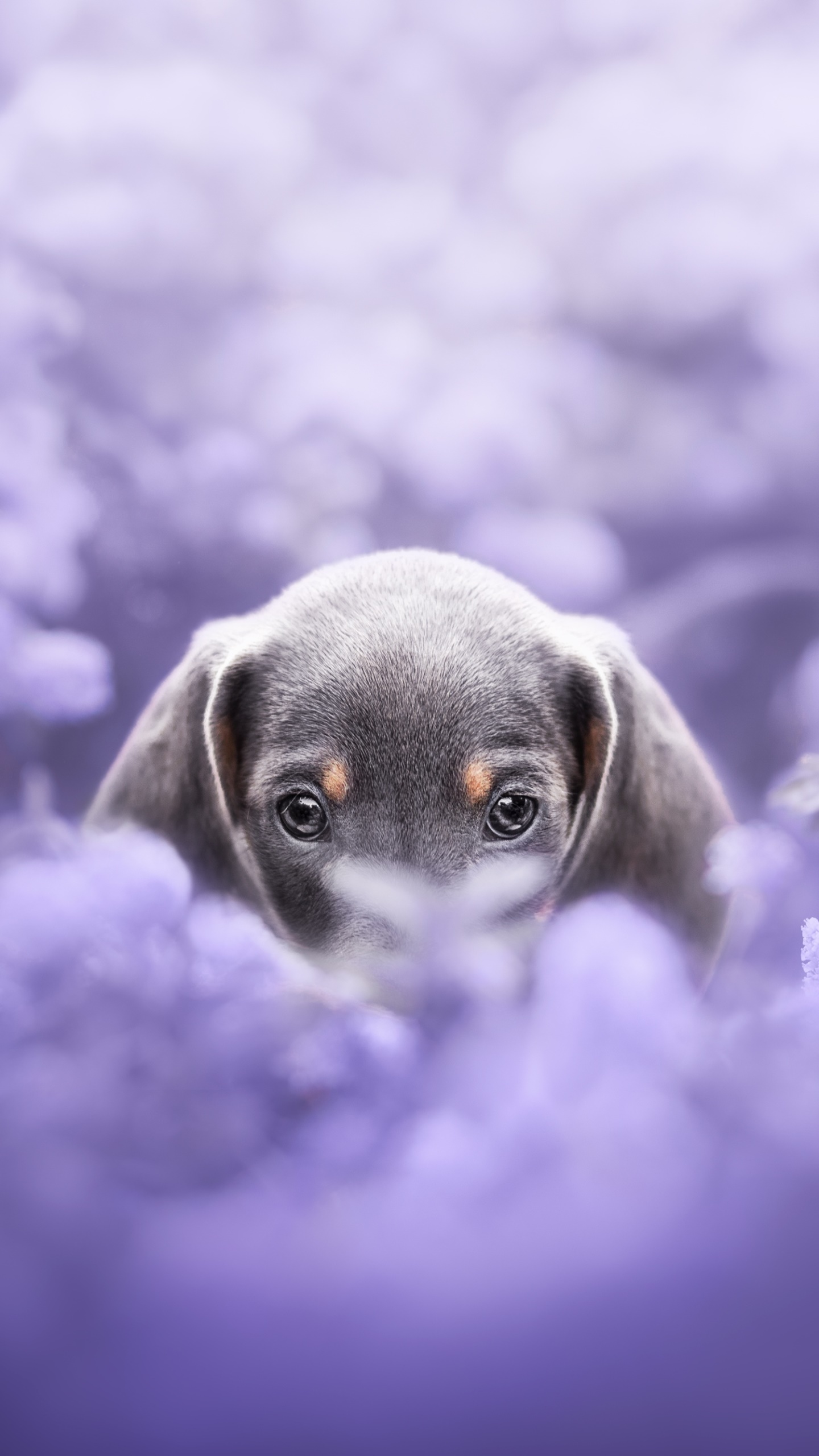 Wallpaper / Animal Dachshund Phone Wallpaper, Puppy, Dog, Baby Animal, Purple Flower, 1440x2560 free download