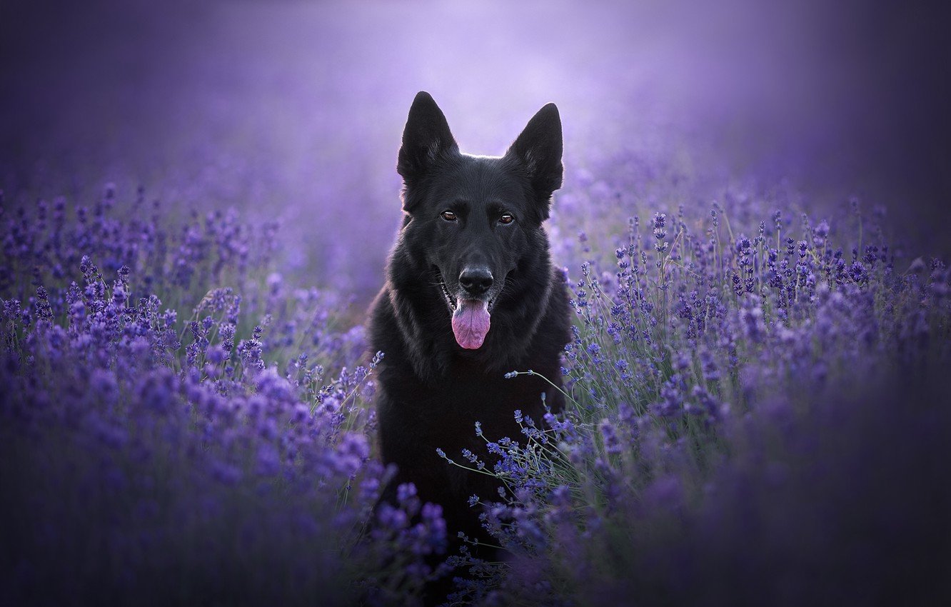 Wallpaper language, look, face, flowers, dog, lavender, German shepherd image for desktop, section собаки