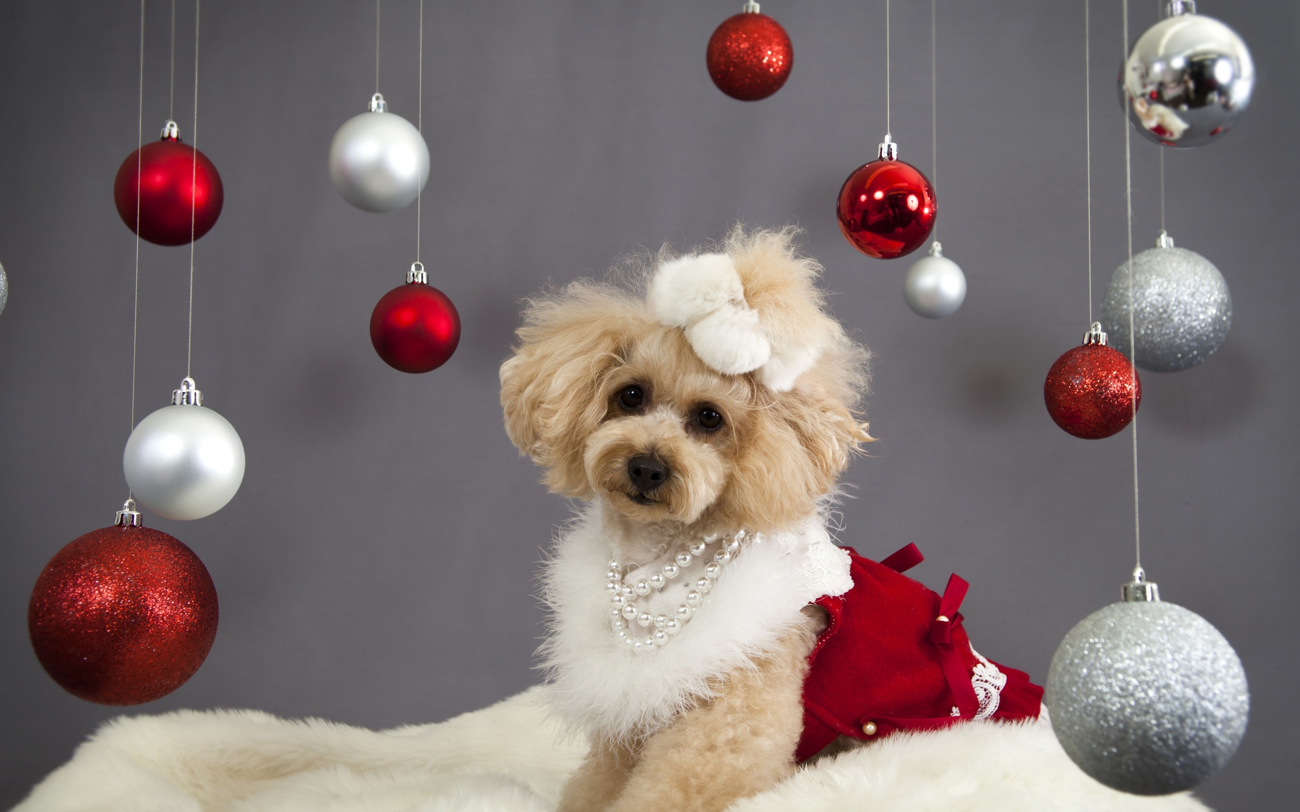 christmas, New, Year, Holiday, Dog Wallpaper HD / Desktop and Mobile Background