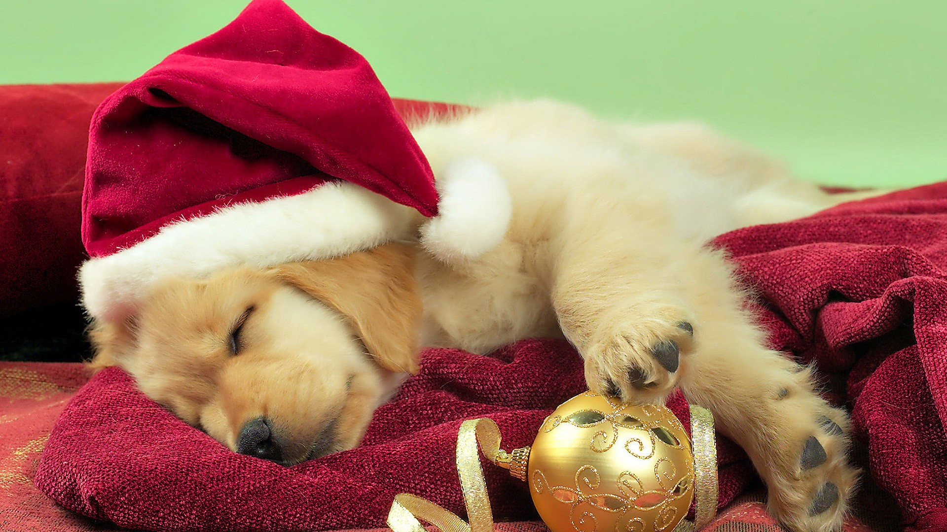HD desktop wallpaper: Dog, Christmas, Holiday, Cute, Christmas Ornaments, Santa Hat download free picture