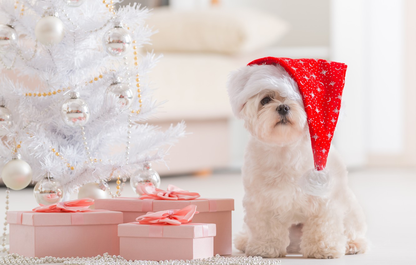Wallpaper holiday, new year, Christmas, dog image for desktop, section новый год