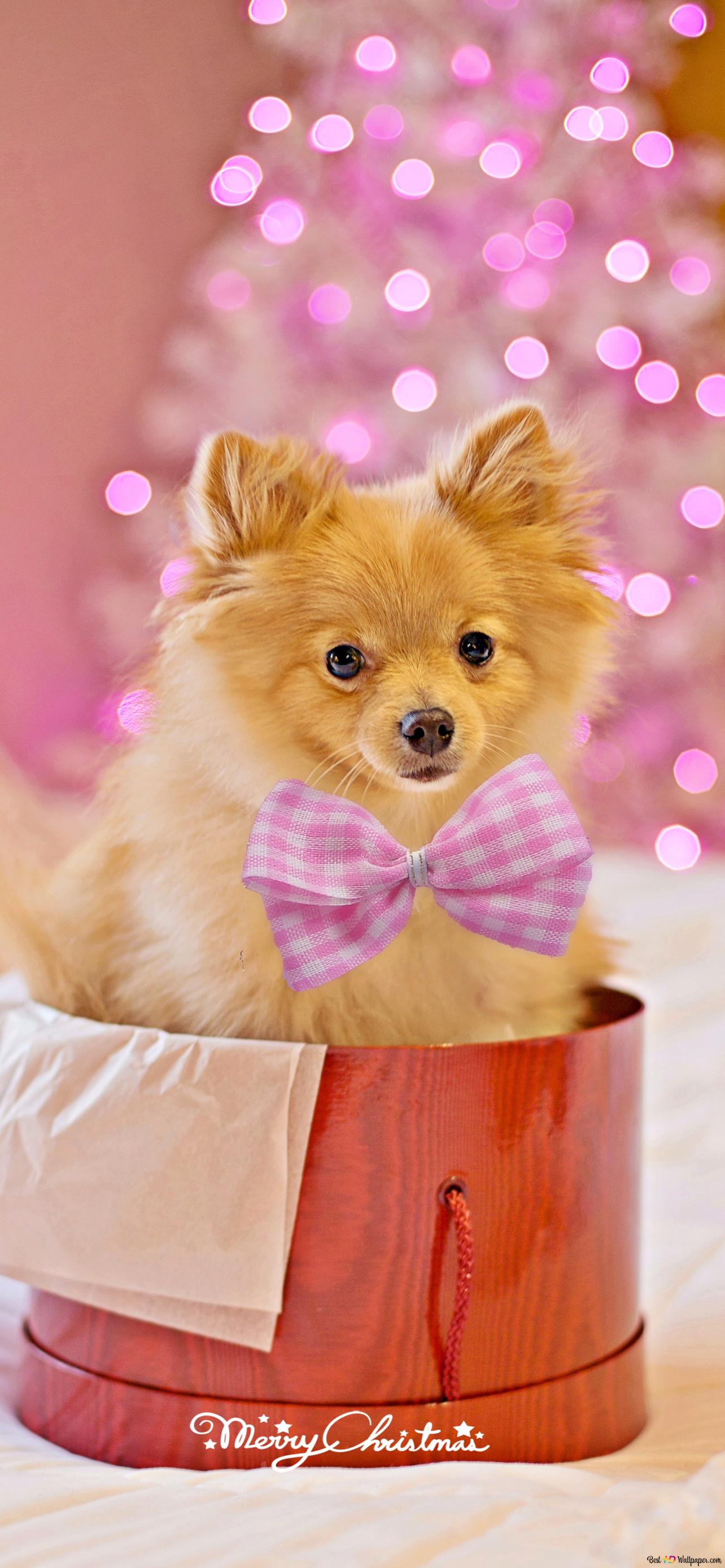 Cutest pet puppy as a gift on holidays with pink lights as background 2K wallpaper download