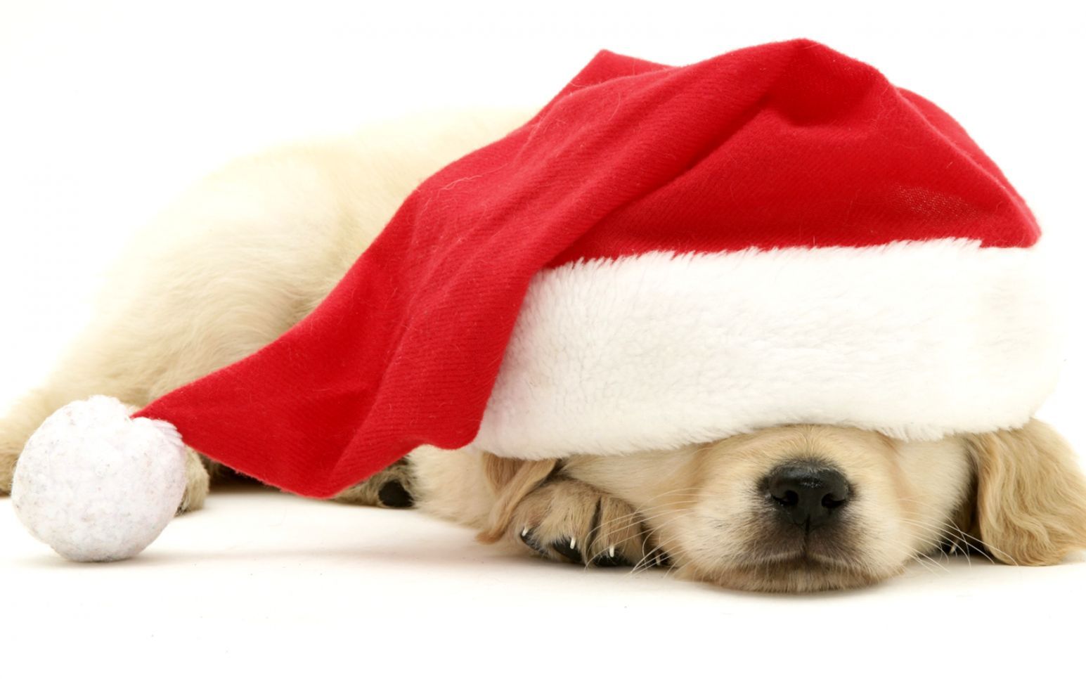 Cute Christmas Puppy Wallpaper