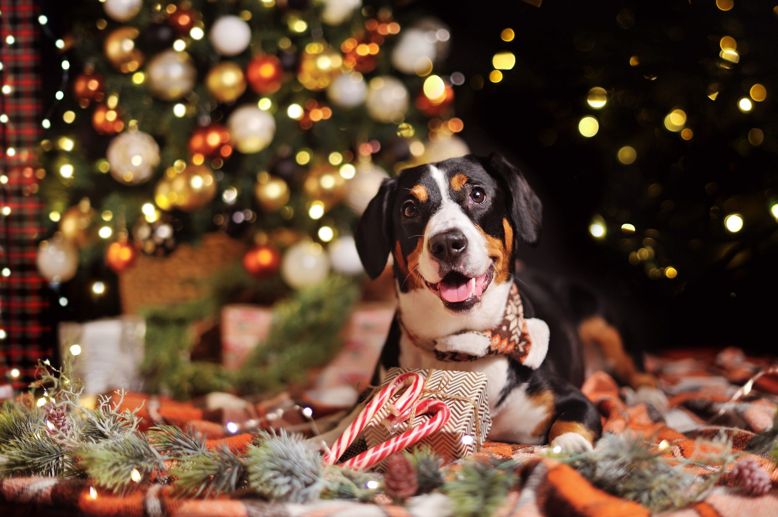 Holiday Dogs Wallpapers Wallpaper Cave