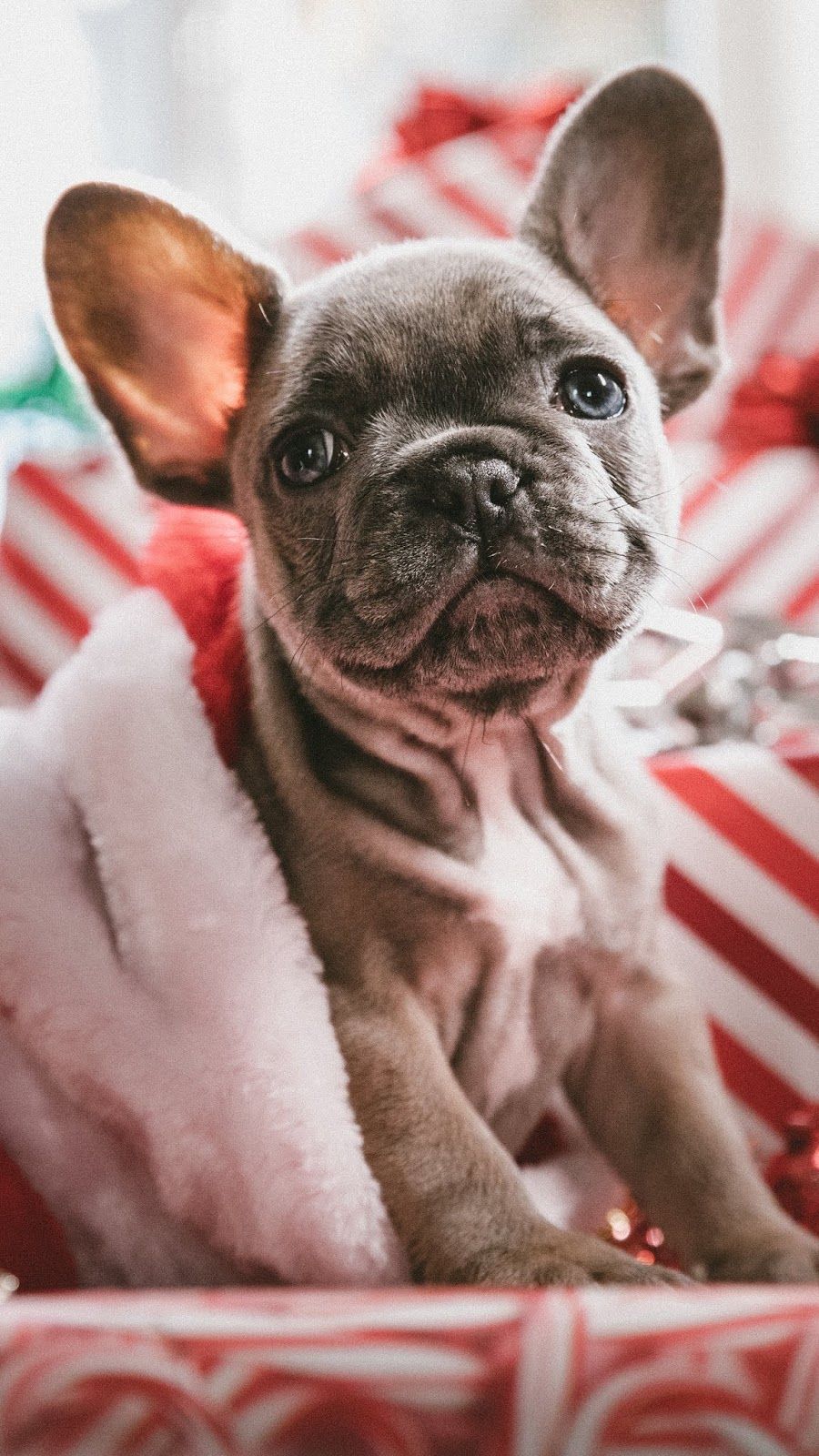 small dog, puppy, new year. Holiday dog toys, Dog wallpaper, Cute animals