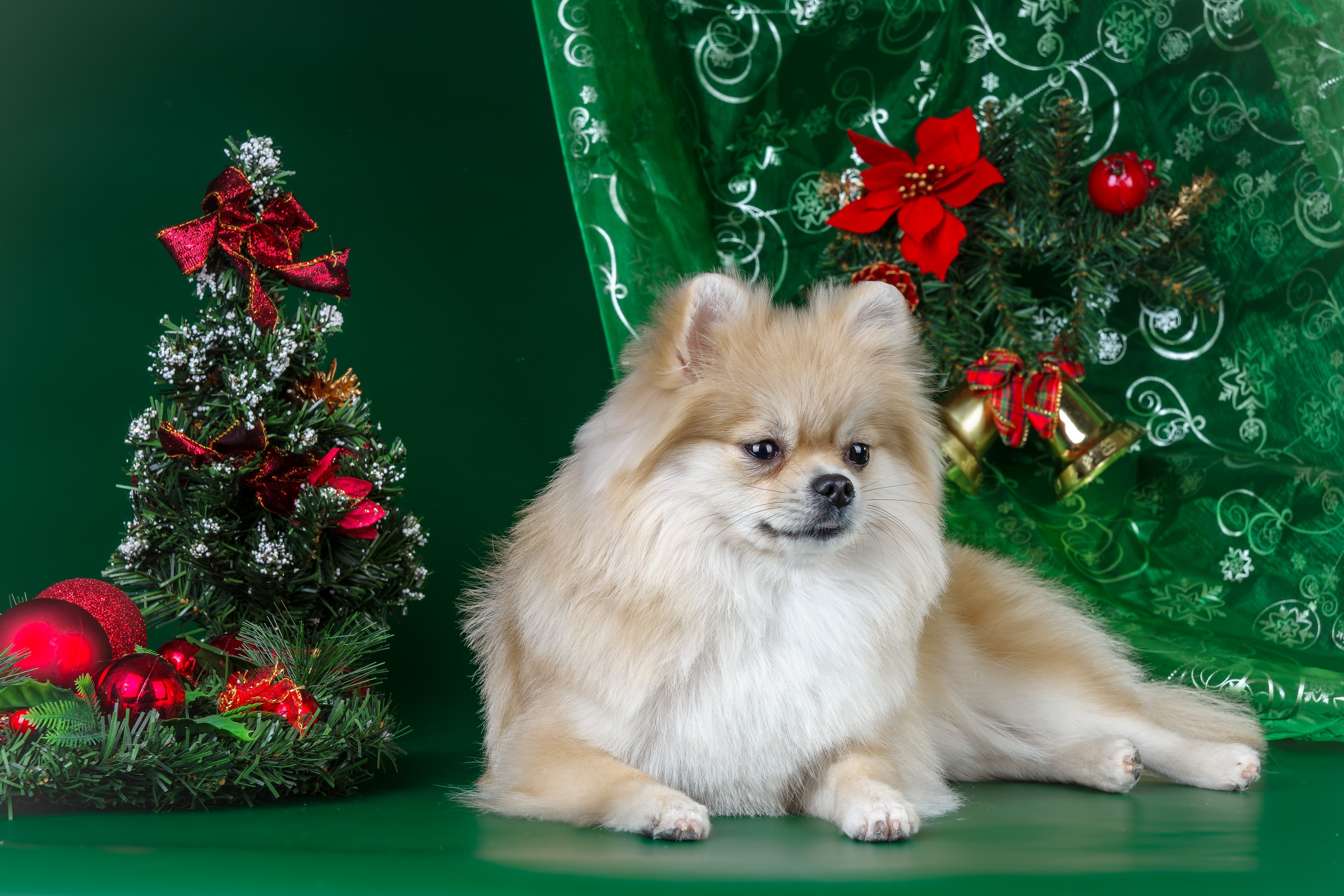 4K, Holidays, Christmas, Dogs, Spitz, Christmas tree Gallery HD Wallpaper