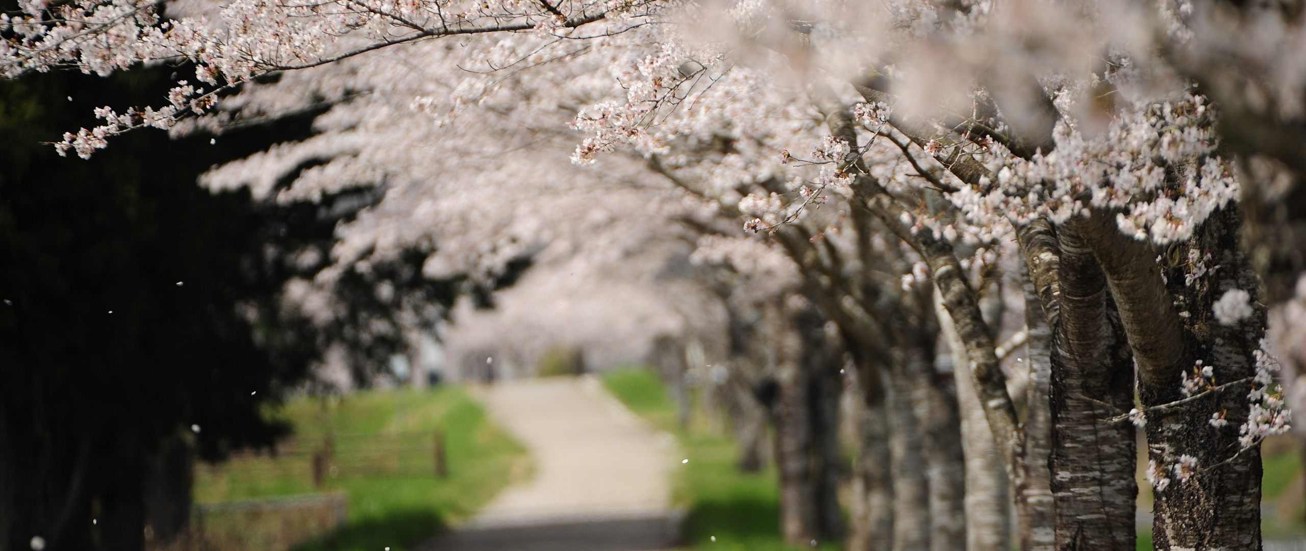 Download wallpaper 2560x1080 garden, seasonal, flowers, spring, dual wide 2560x1080 HD background, 5179