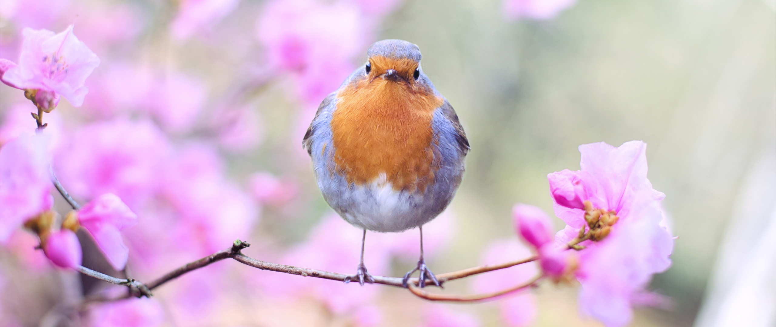 Download wallpaper 2560x1080 spring, bird, european robin, blossom, dual wide 2560x1080 HD background, 204