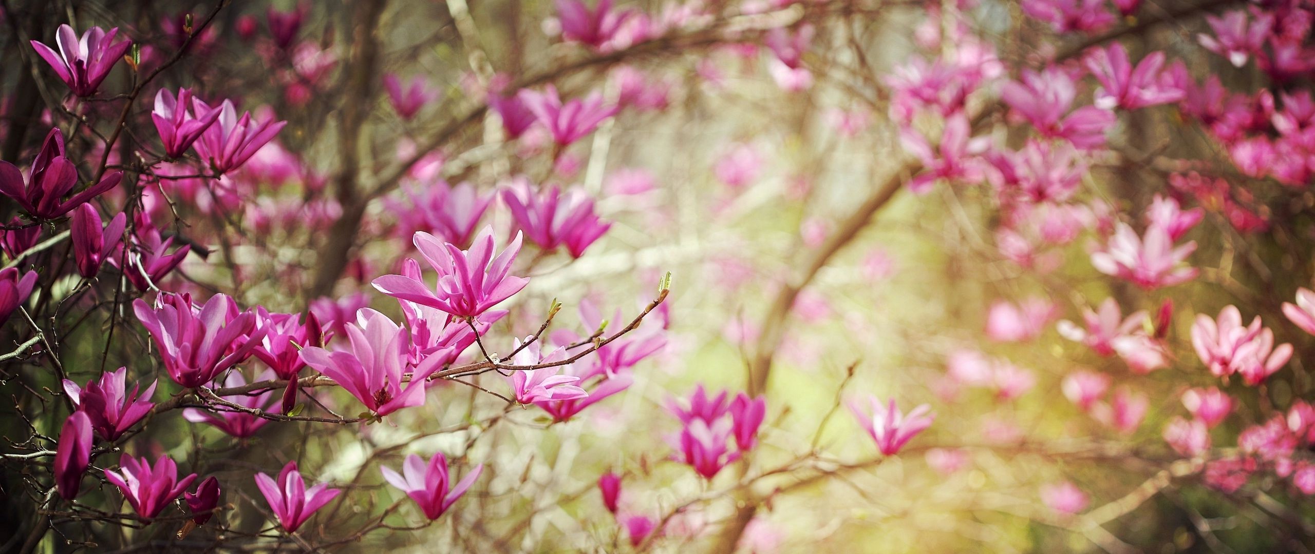 2560x1080 Spring Wallpapers - Wallpaper Cave