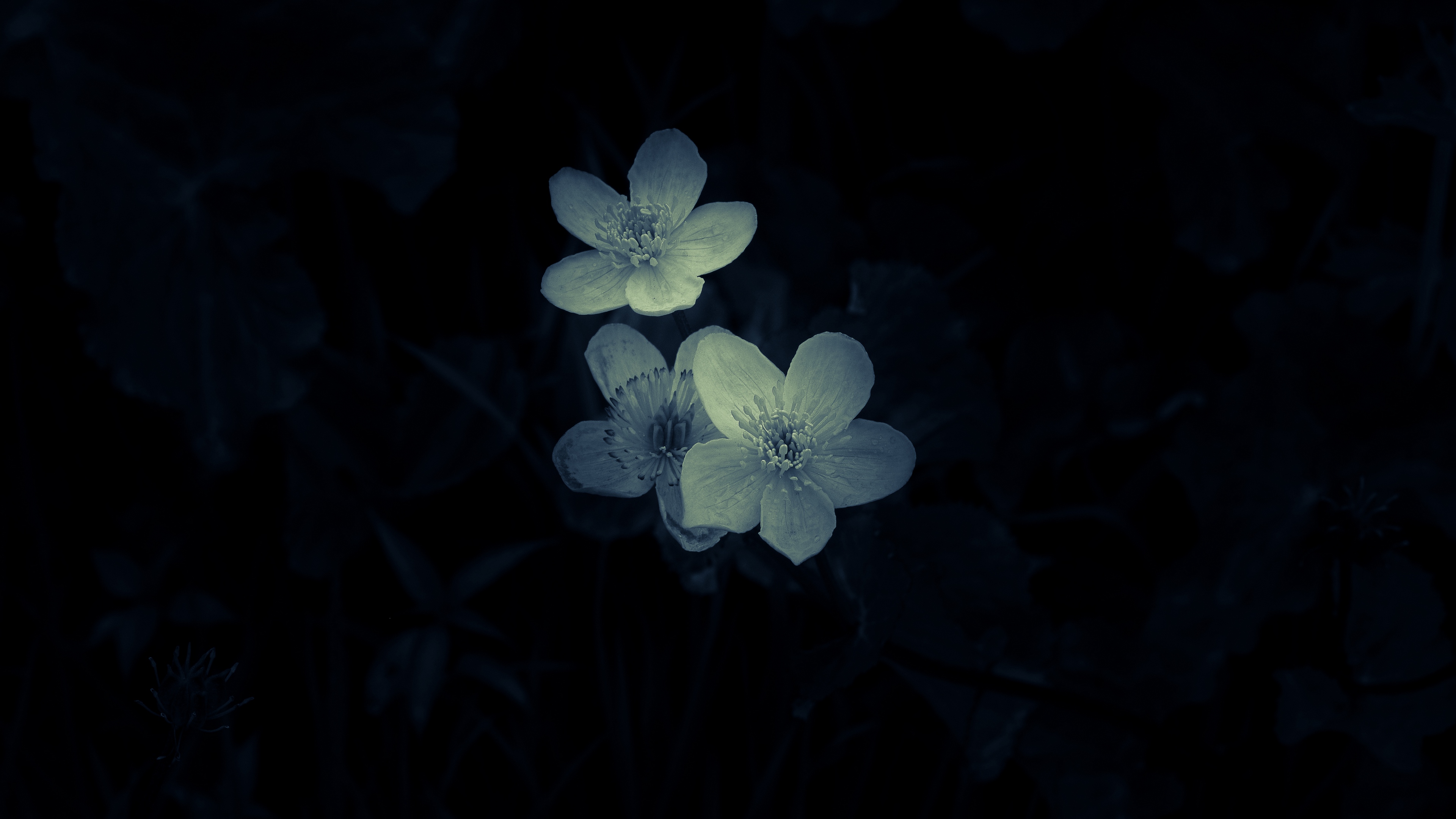 Wallpaper 4k flowers, white, macro, dark 4k Wallpaper
