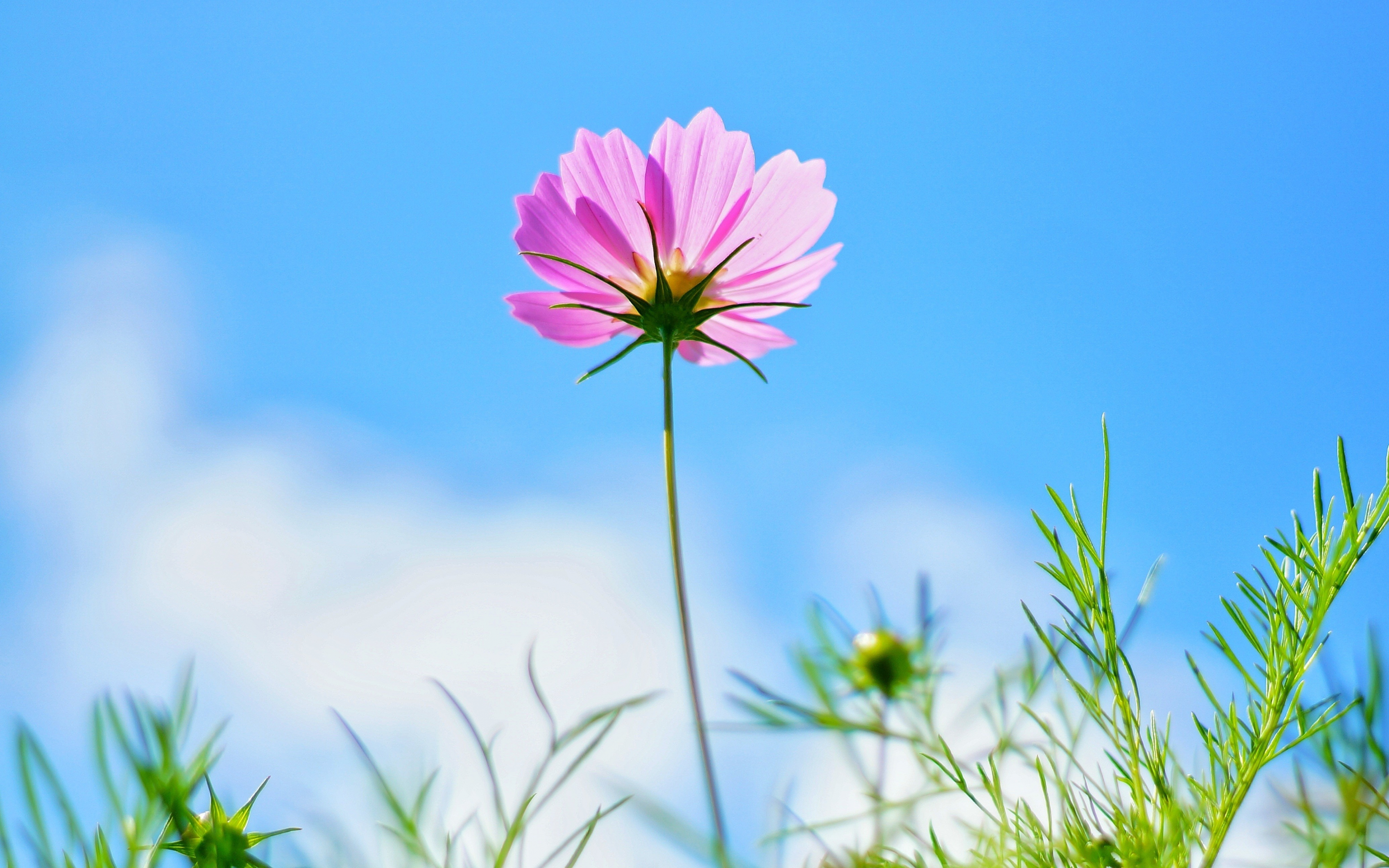 wallpaper 3840x2400 cosmos, pink flower
