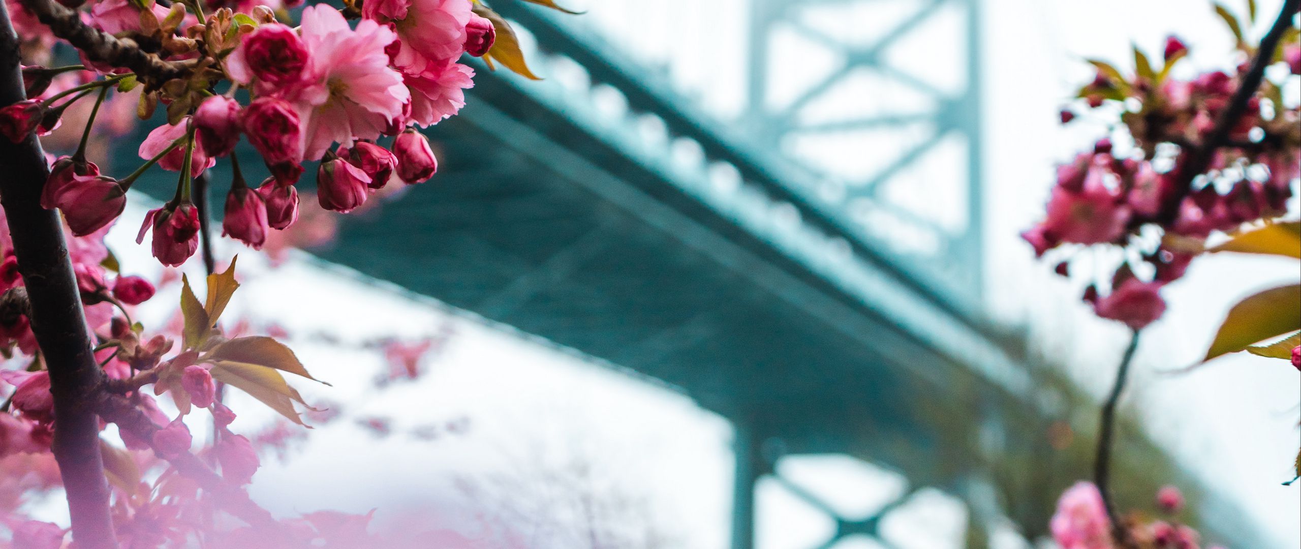 Download wallpaper 2560x1080 sakura, flowers, pink, bridge, spring dual wide 1080p HD background