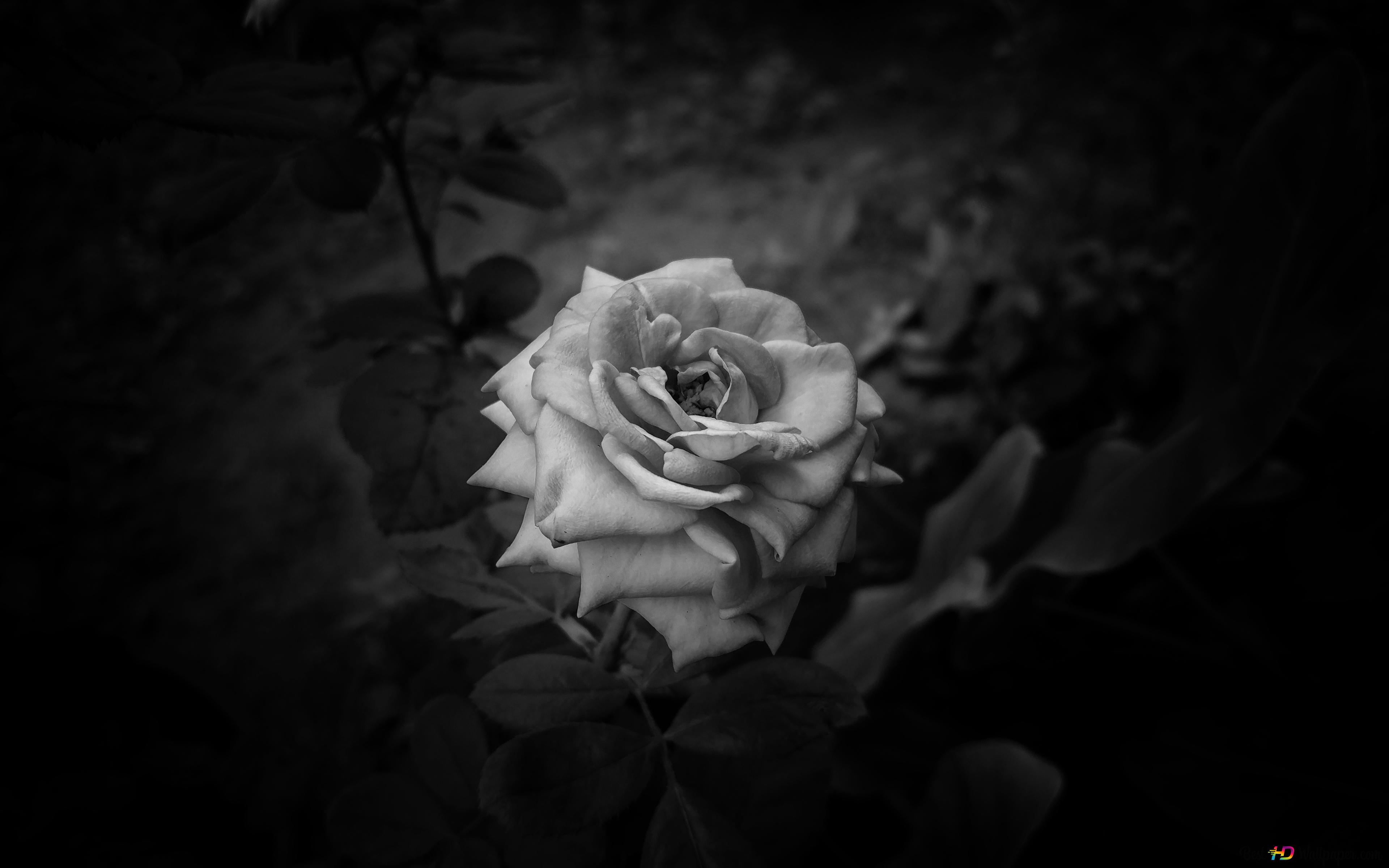 Rose in the dark 4K wallpaper download