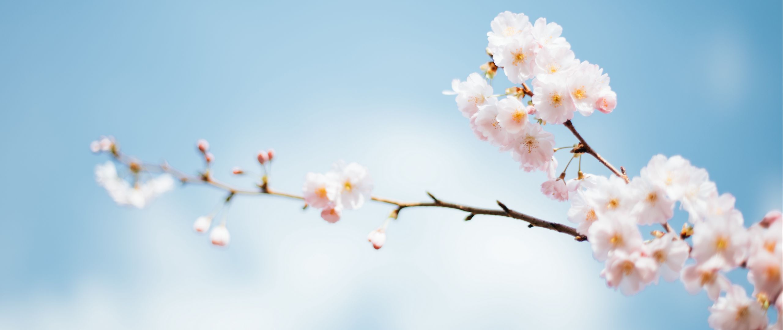 Download wallpaper 2560x1080 flowers, branch, bloom, spring dual wide 1080p HD background