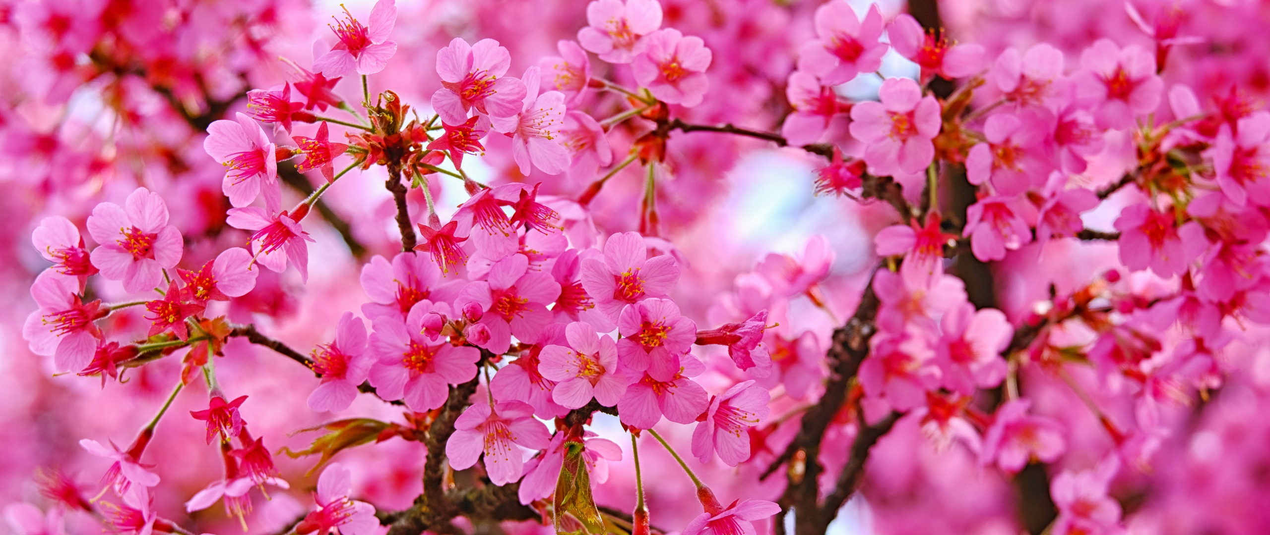 Download wallpaper 2560x1080 cherry blossom, pink flowers, nature, dual wide 2560x1080 HD background, 21574