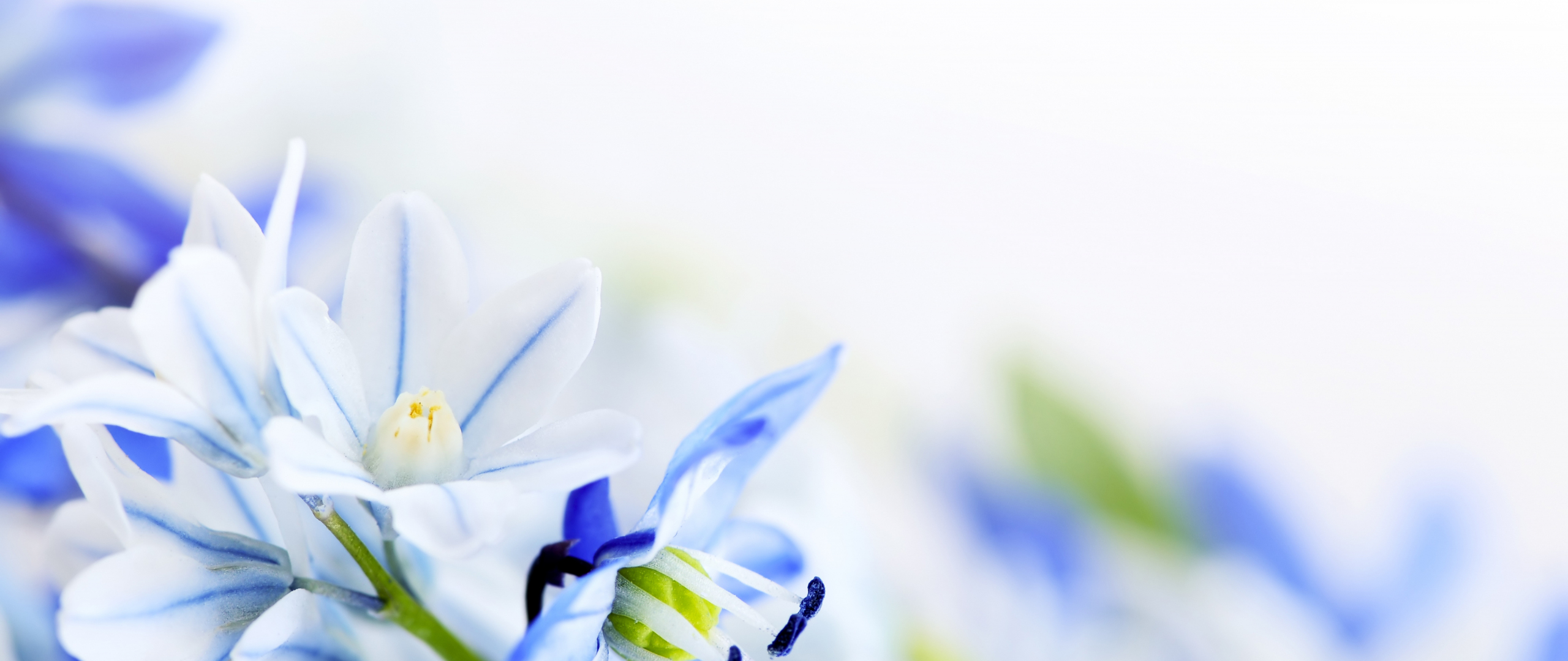 2560x1080 Spring Wallpapers - Wallpaper Cave