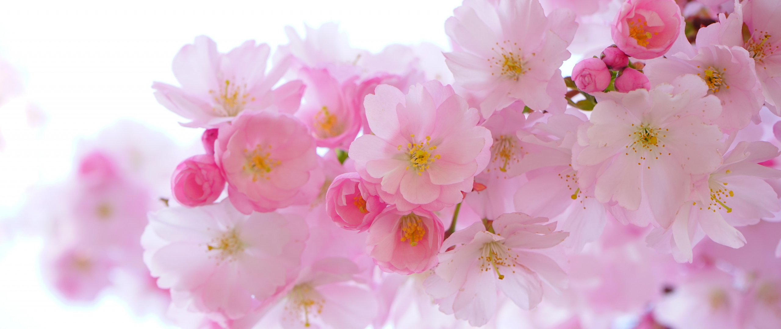 Download wallpaper 2560x1080 japanese cherry, blossom, flowers, spring, dual wide 2560x1080 HD background, 625