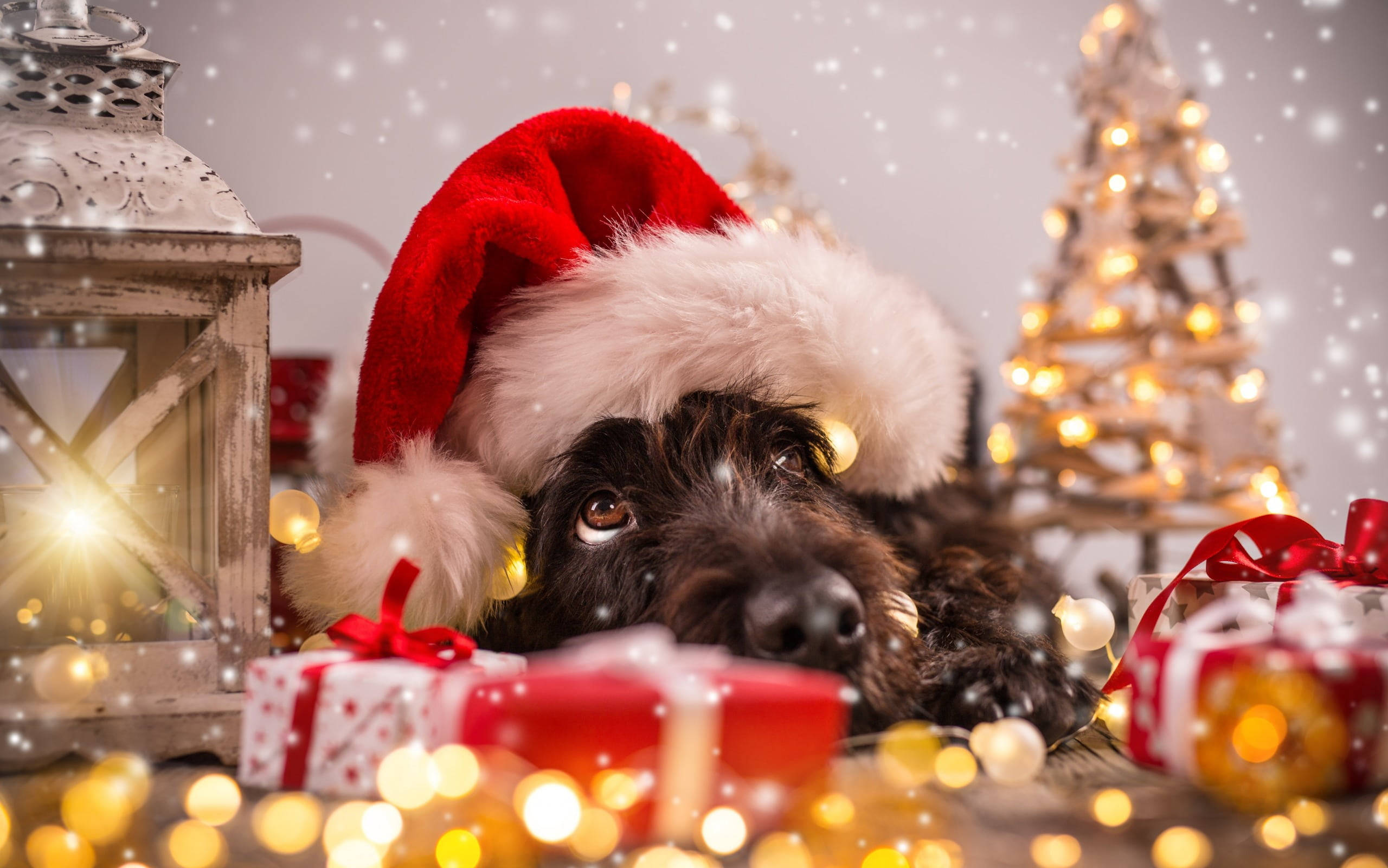 Download Beautiful Christmas Puppy Portrait Wallpaper