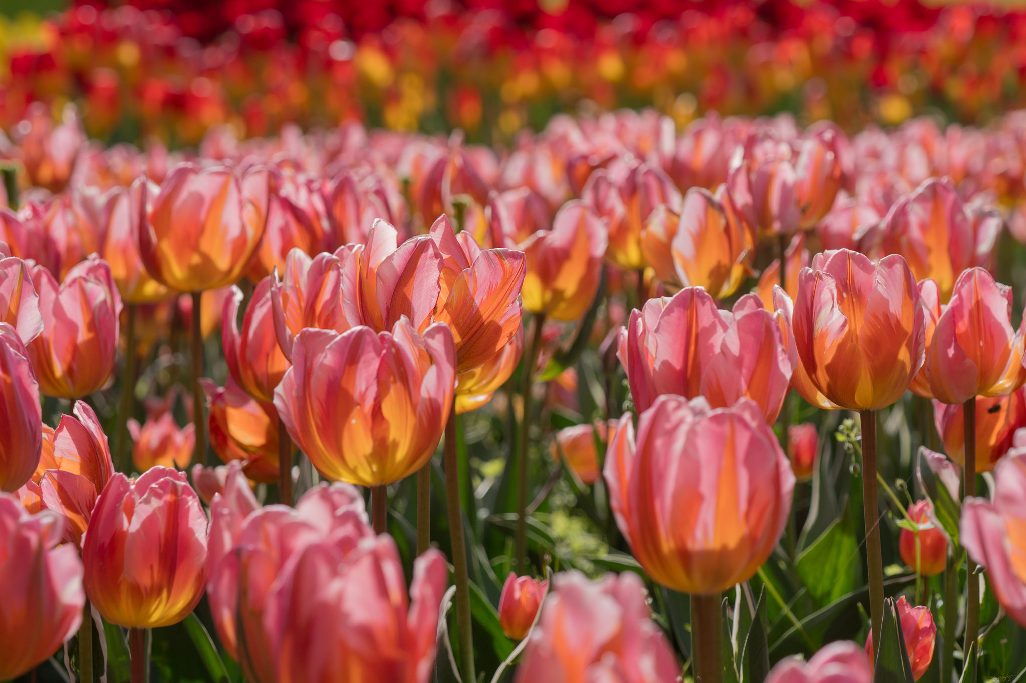 Peach Tulips Wallpapers - Wallpaper Cave