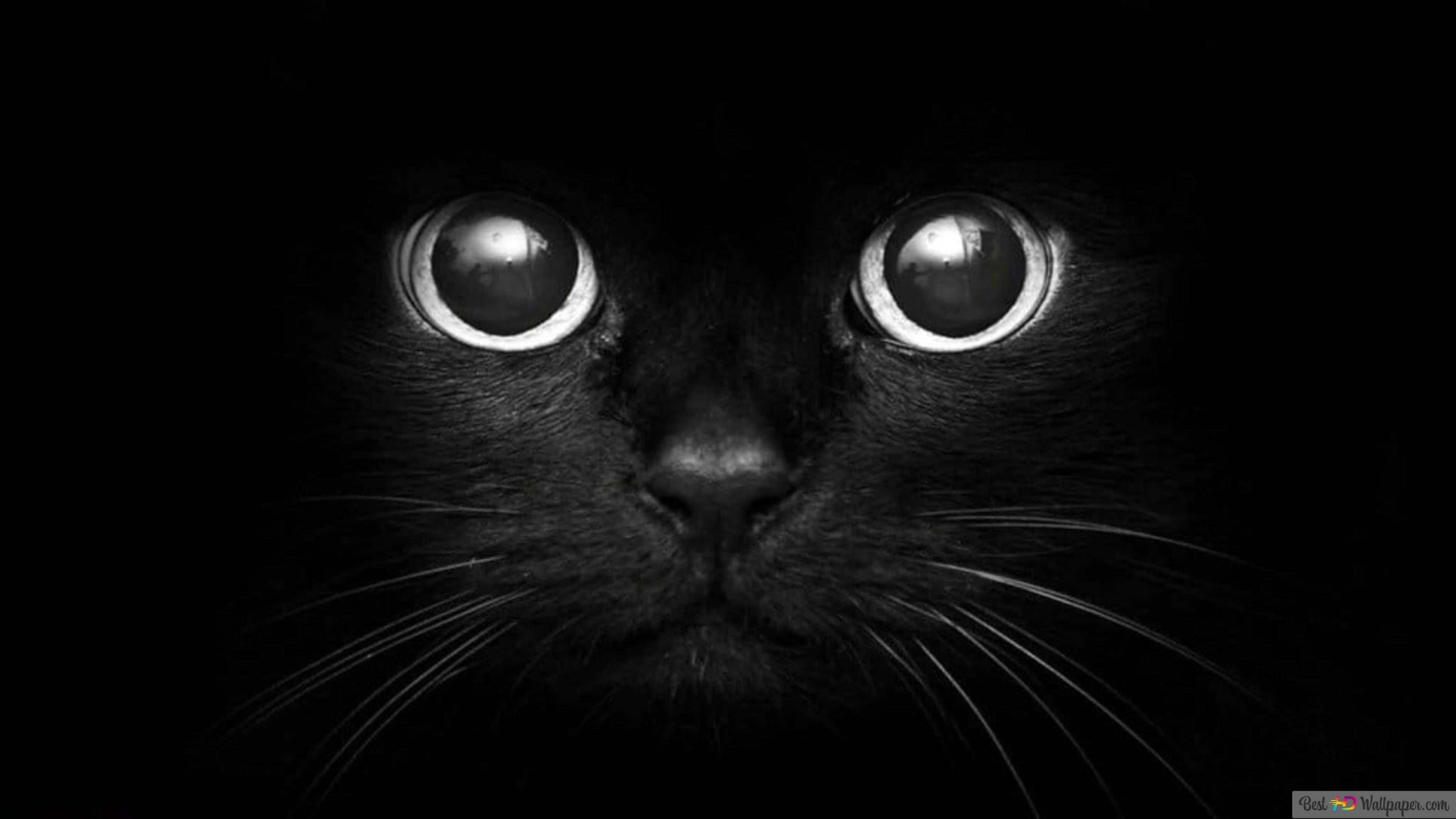 4k Black Kitten Cat Wallpapers - Wallpaper Cave, image size:3840x2160
