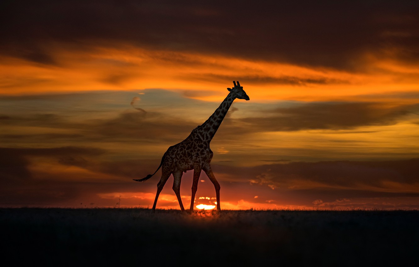 Wallpaper the sun, sunset, giraffe, Africa, walk image for desktop, section животные