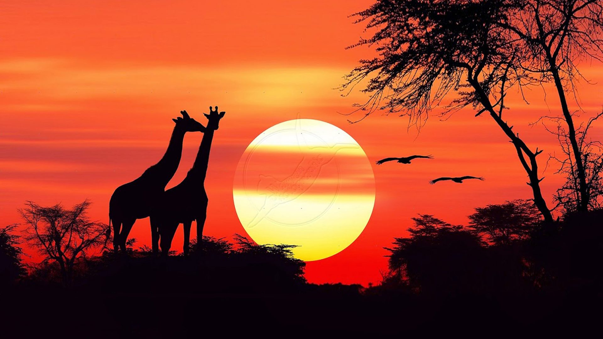 Giraffe Birds Sunset Nature HD Wallpaper For Your XFCE Desktop