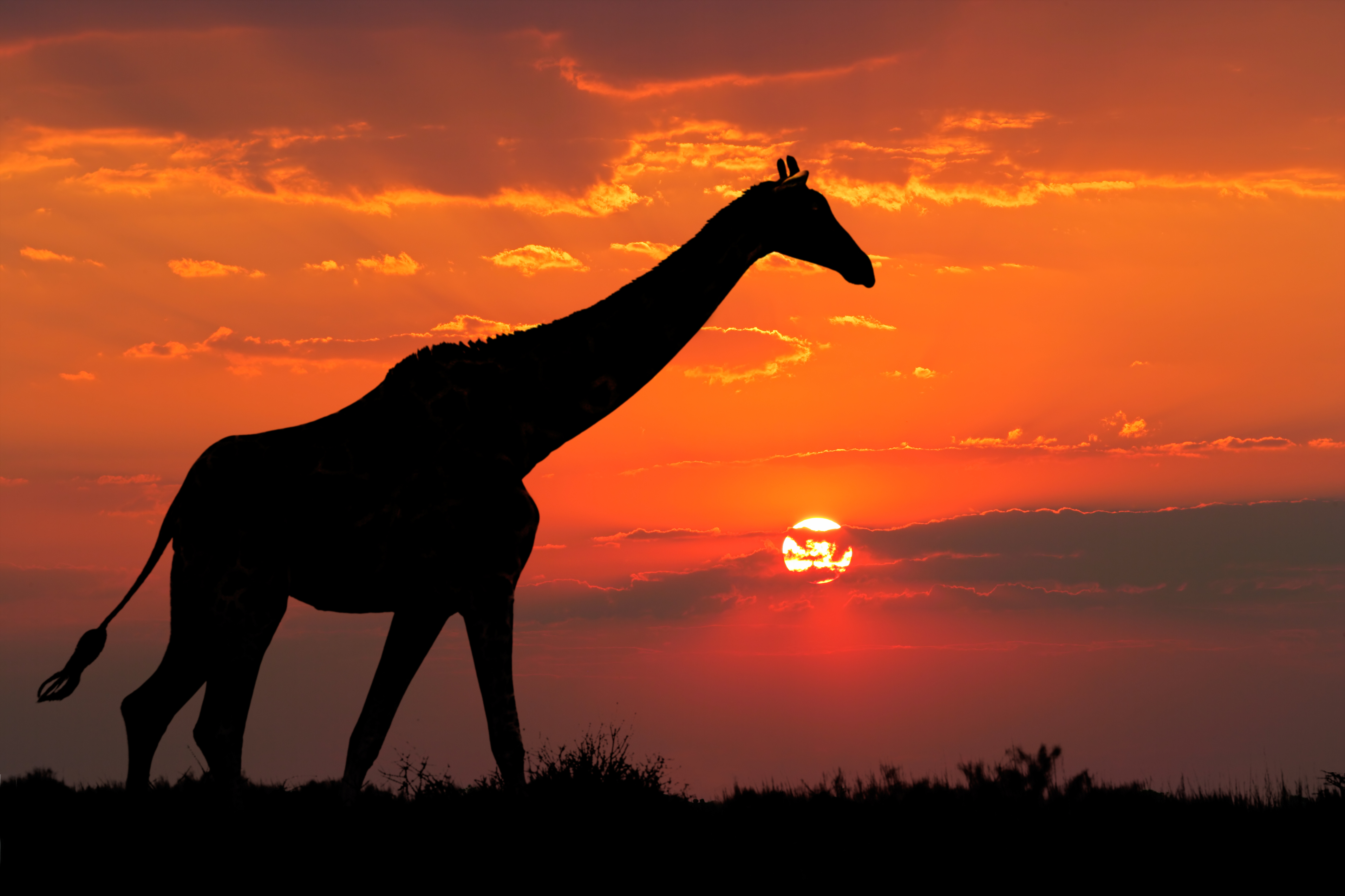 Giraffe Silhouette in the Sunset