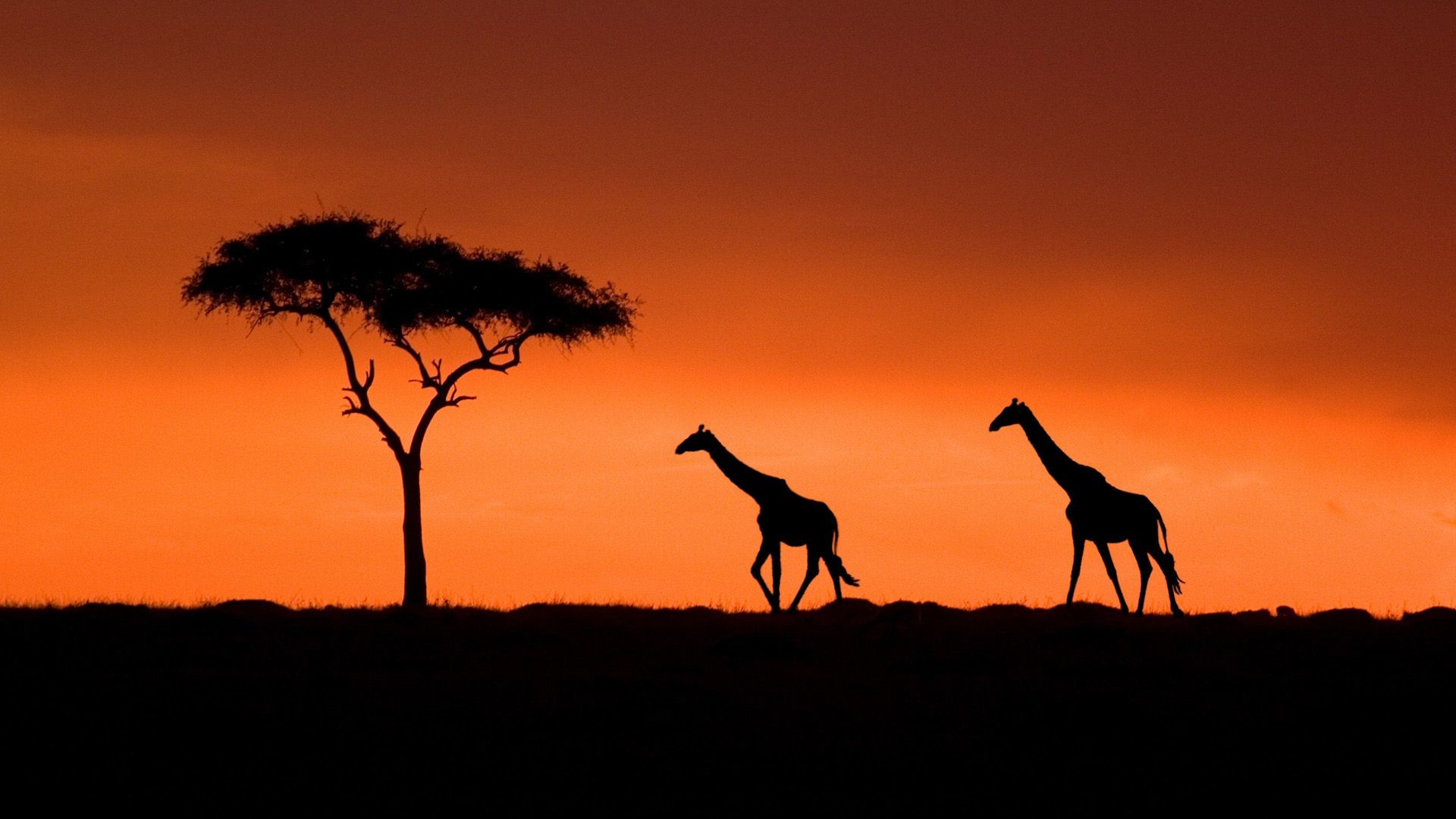 Giraffe Sunset Wallpaper Desktop Background