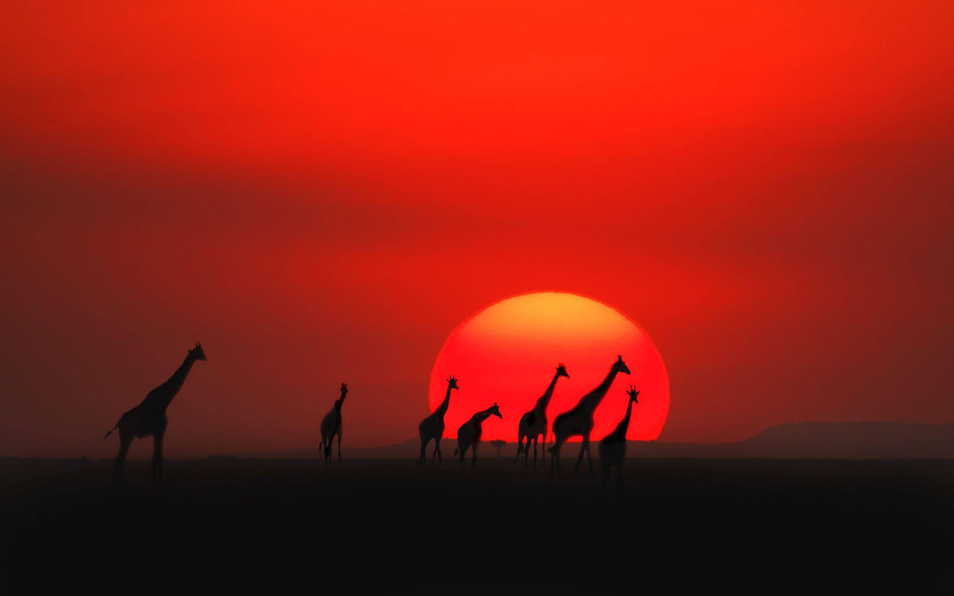 Download Giraffes At Sunset In Kenya Wallpaper