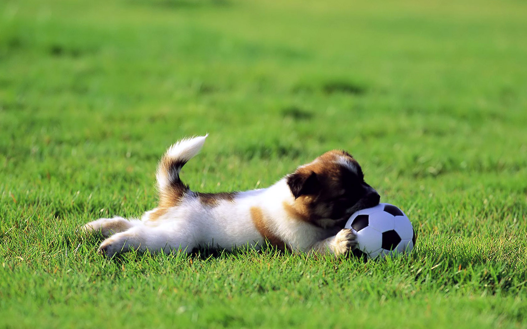 Cute Dogs Junior Soccer Wallpaper HD / Desktop and Mobile Background