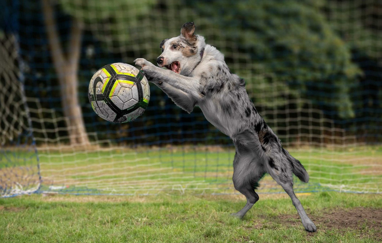 Wallpaper football, the game, the ball, dog image for desktop, section собаки